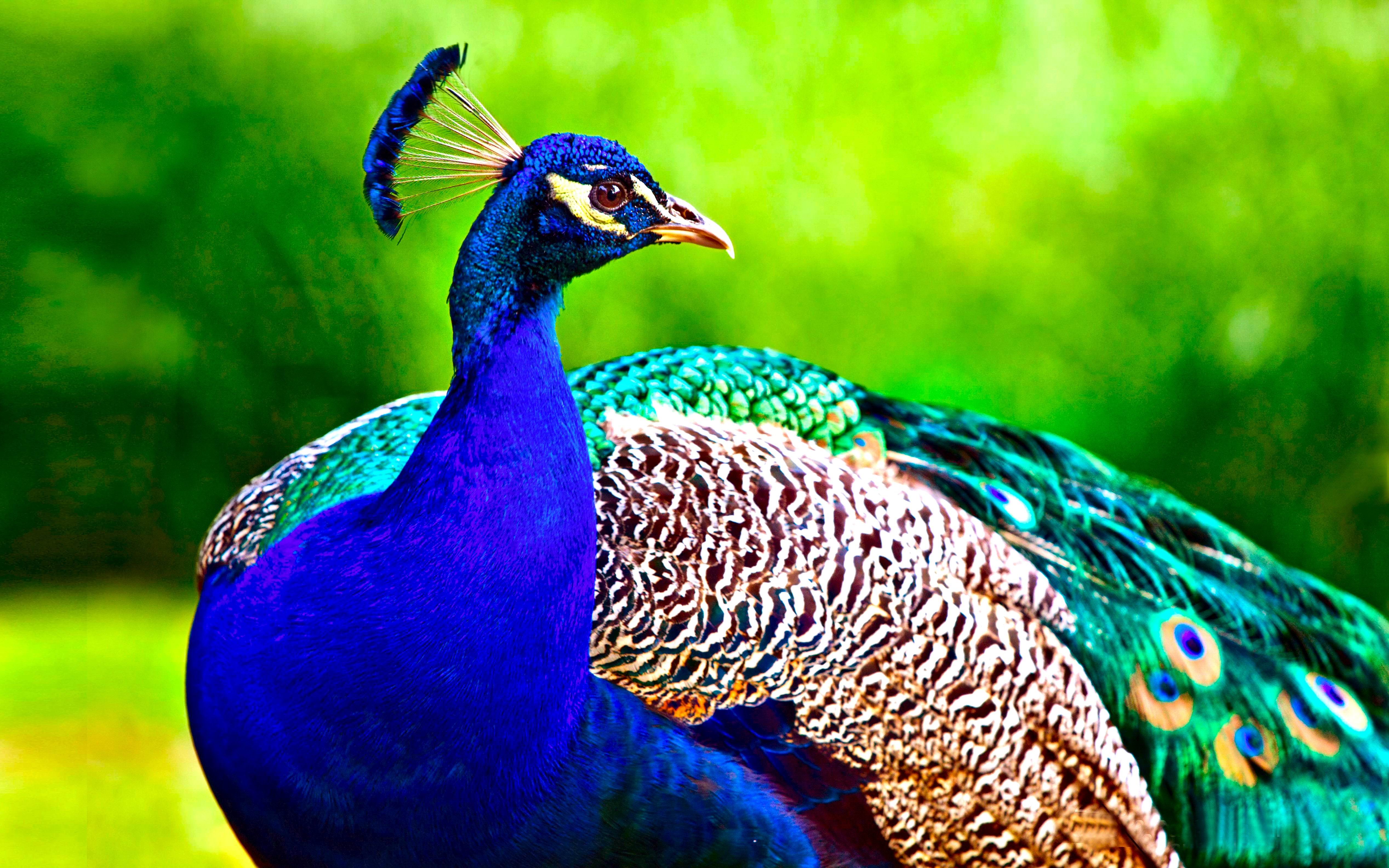 birds, peafowl, peacock, animal, bird