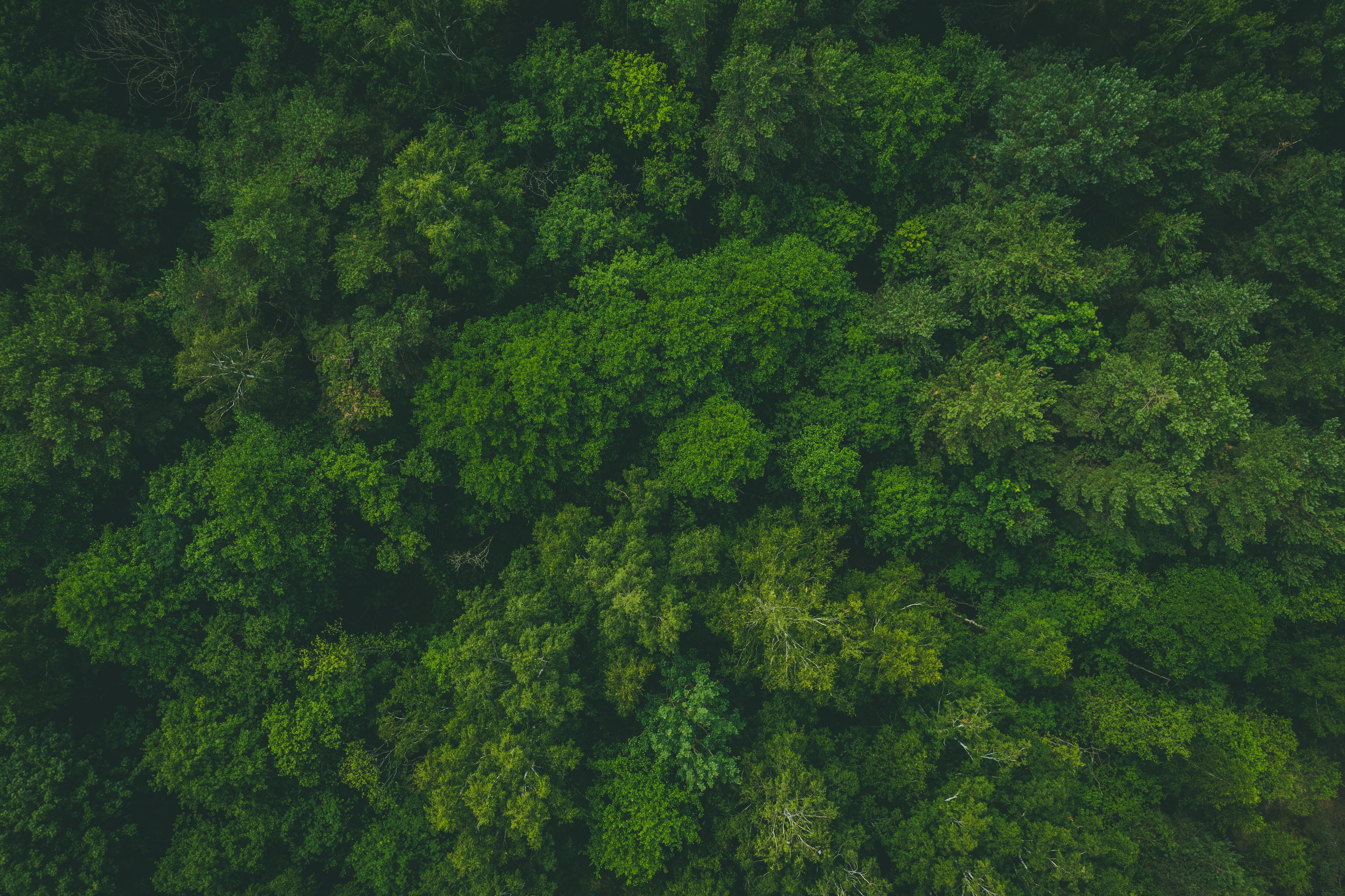 UHD wallpaper green, forest, nature, view from above