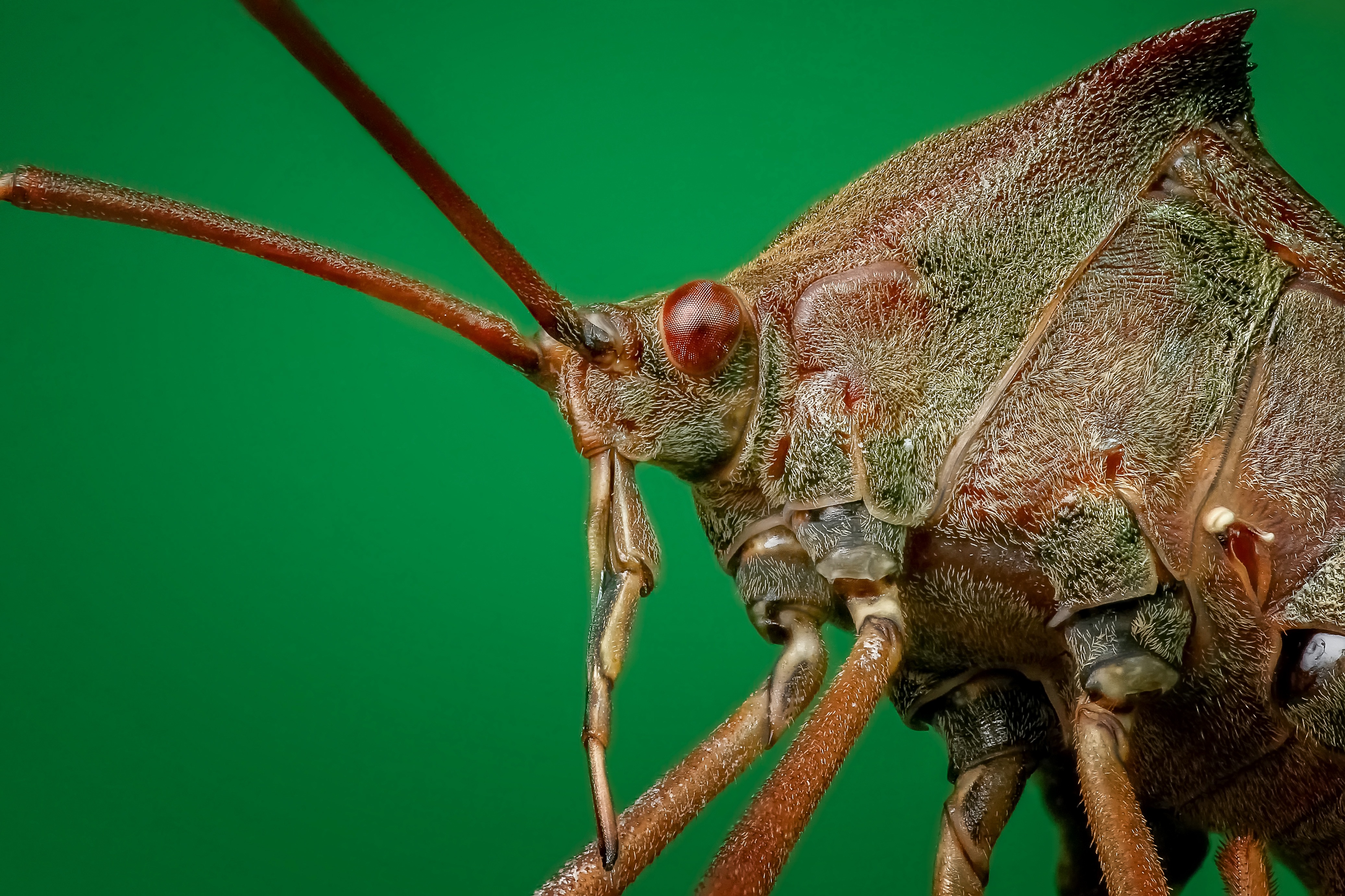 121960 Bildschirmschoner und Hintergrundbilder Käfer auf Ihrem Telefon. Laden Sie käfer, makro, nahaufnahme, insekt, fehler Bilder kostenlos herunter