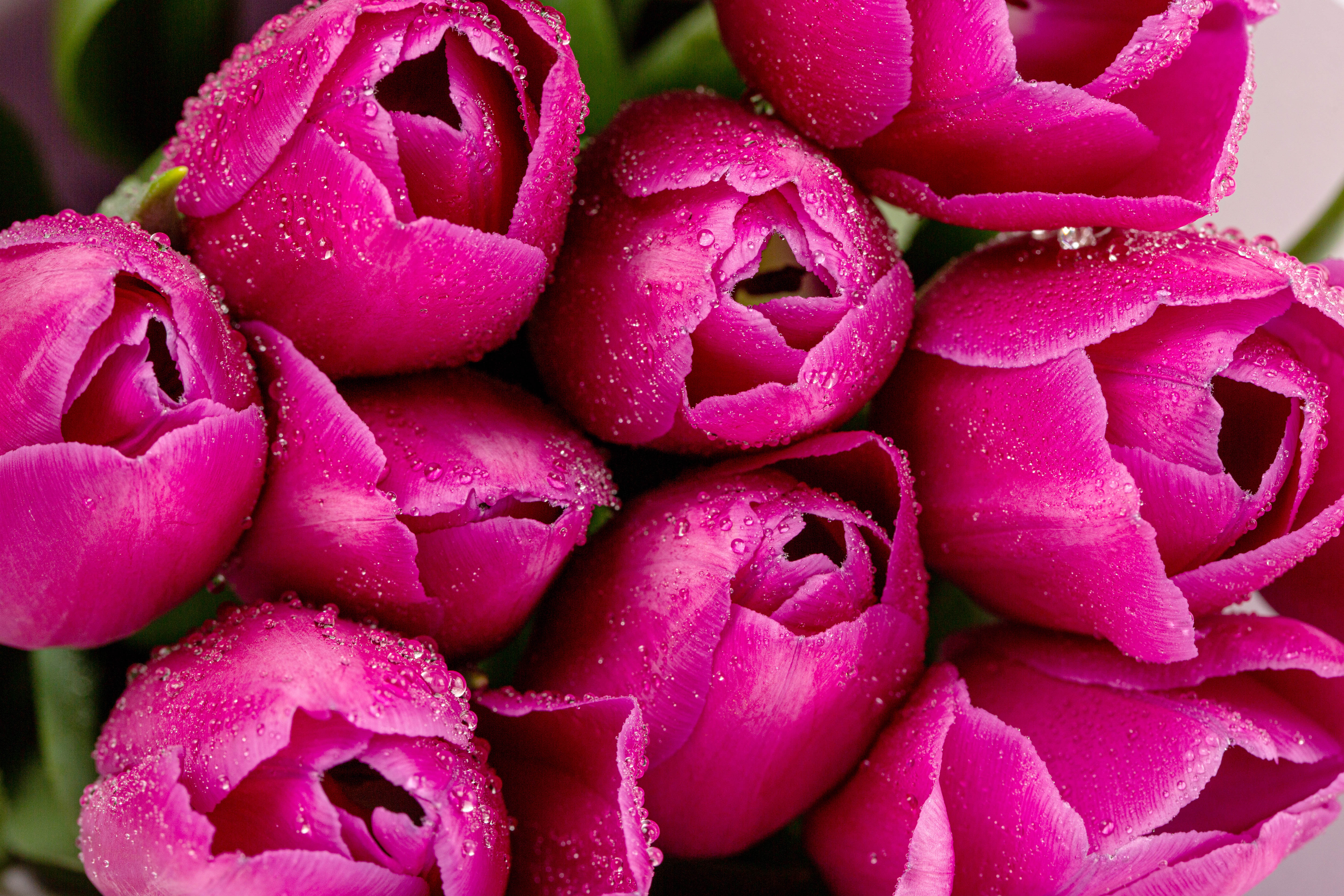 tulips, flowers, pink, drops, macro, petals HD wallpaper