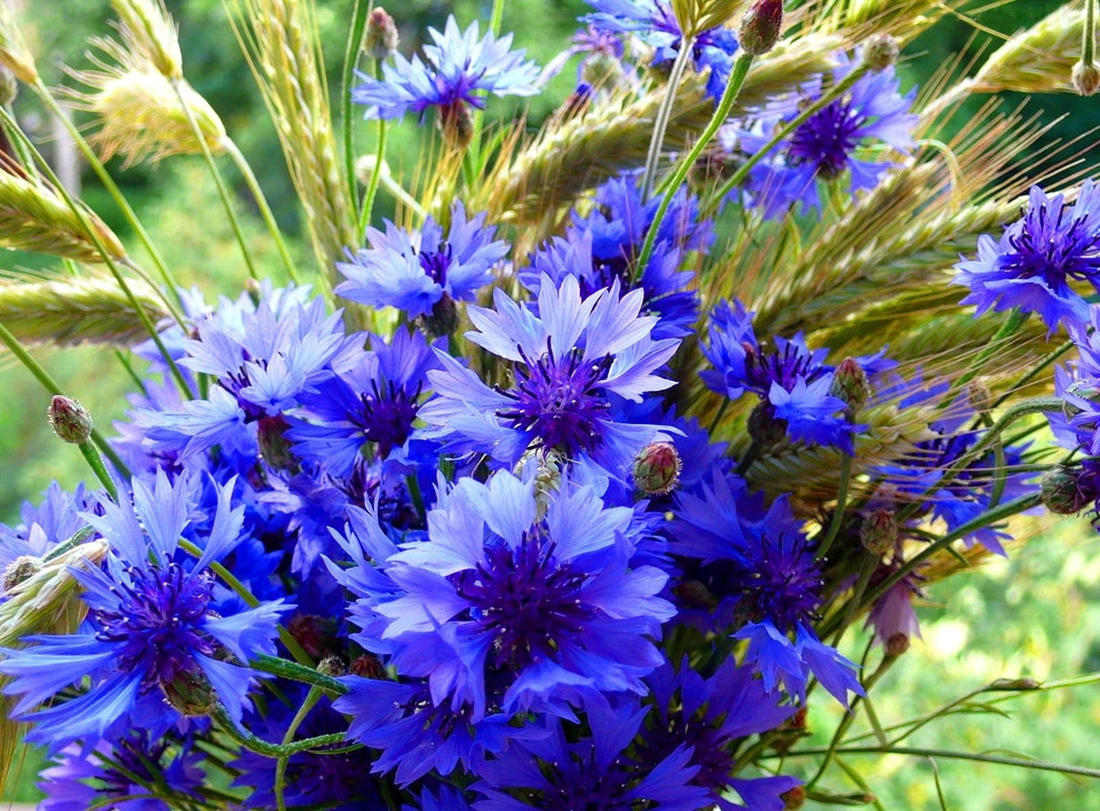 flowers, cones, summer, blue cornflowers, bouquet, spikelets Free Stock Photo