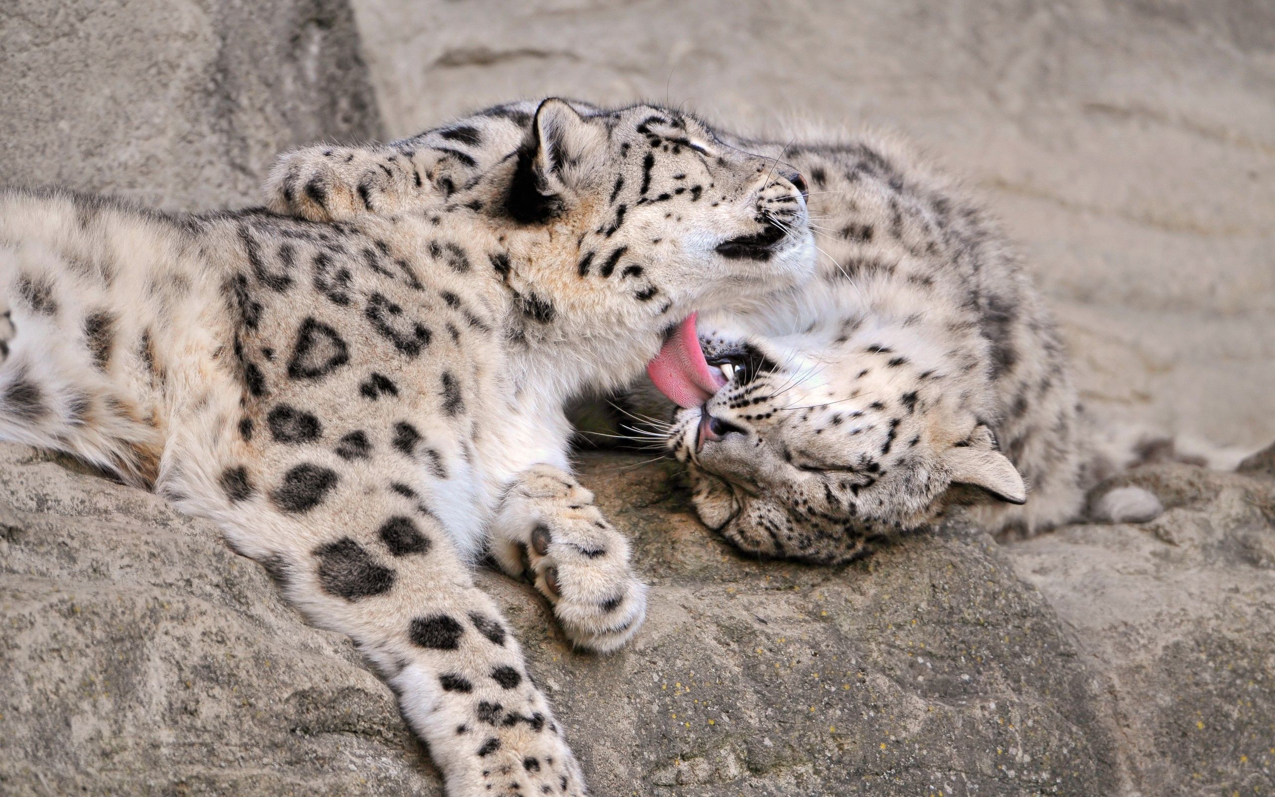 66030 Bild herunterladen schneeleopard, tiere, junge, paar, pflege, joey - Hintergrundbilder und Bildschirmschoner kostenlos