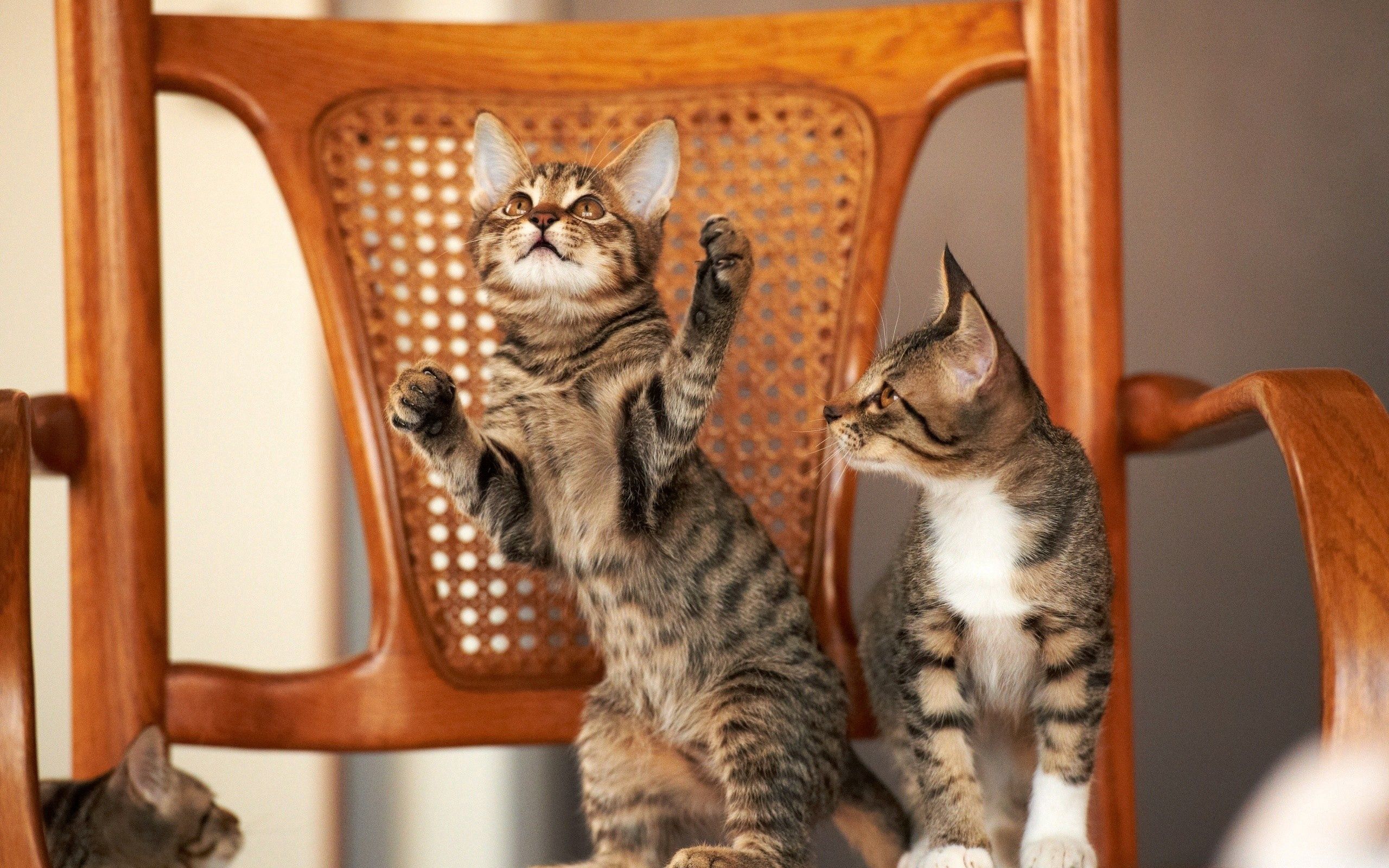 animals, kittens, playful, couple Chair Cellphone FHD pic
