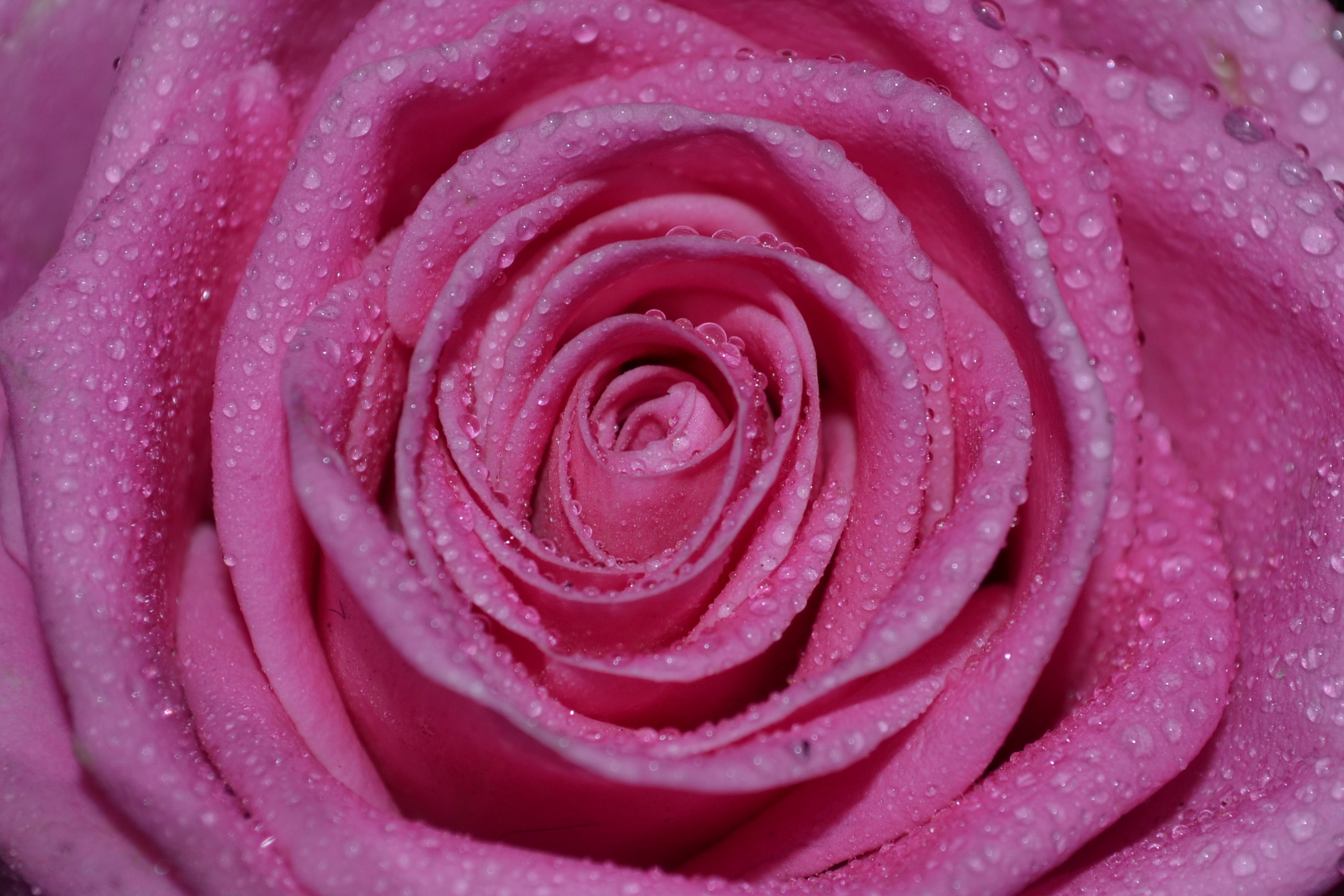 Ultra HD 4K macro, rose flower, drops, petals
