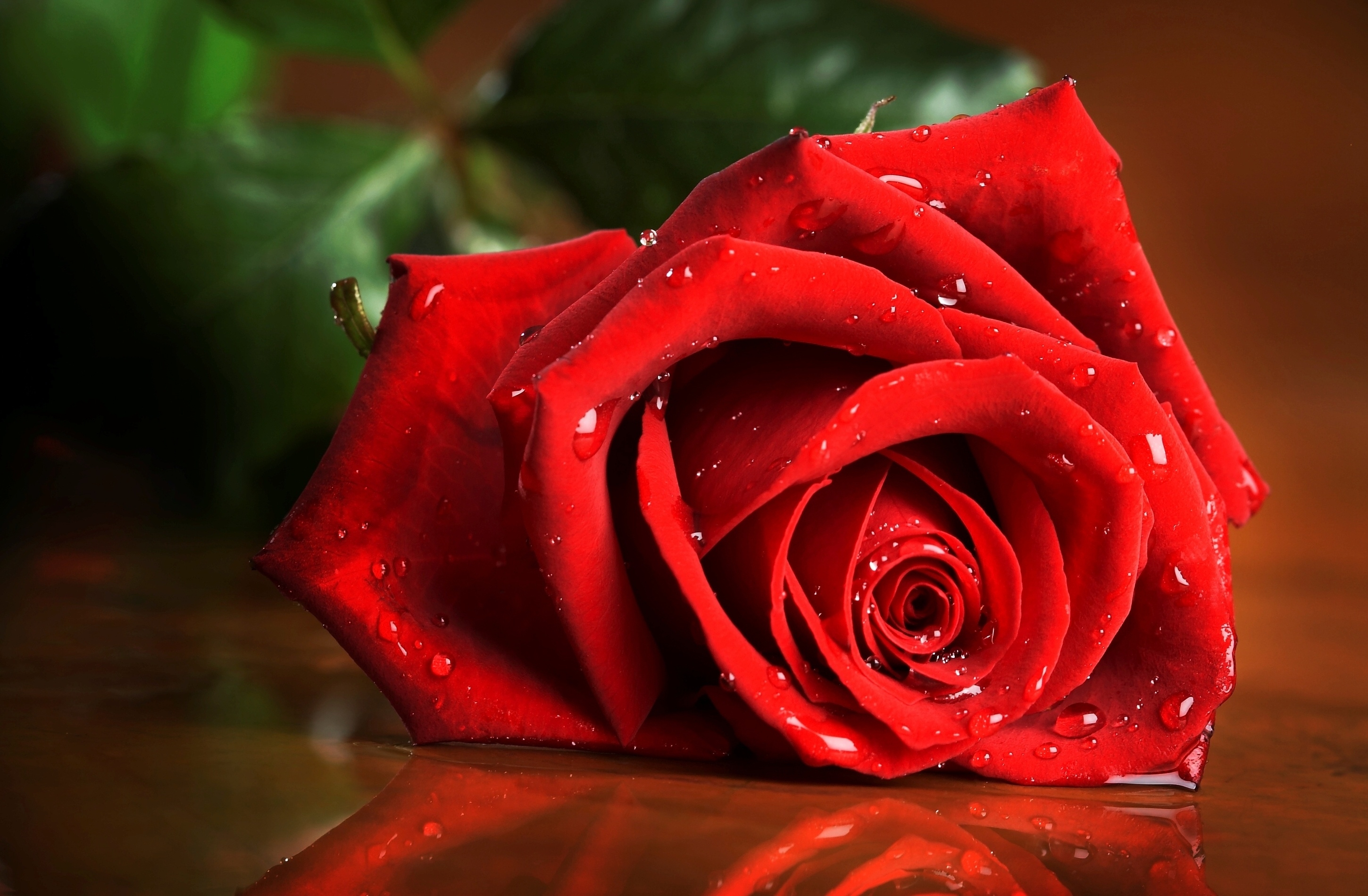Free Red Rose Stock Wallpapers