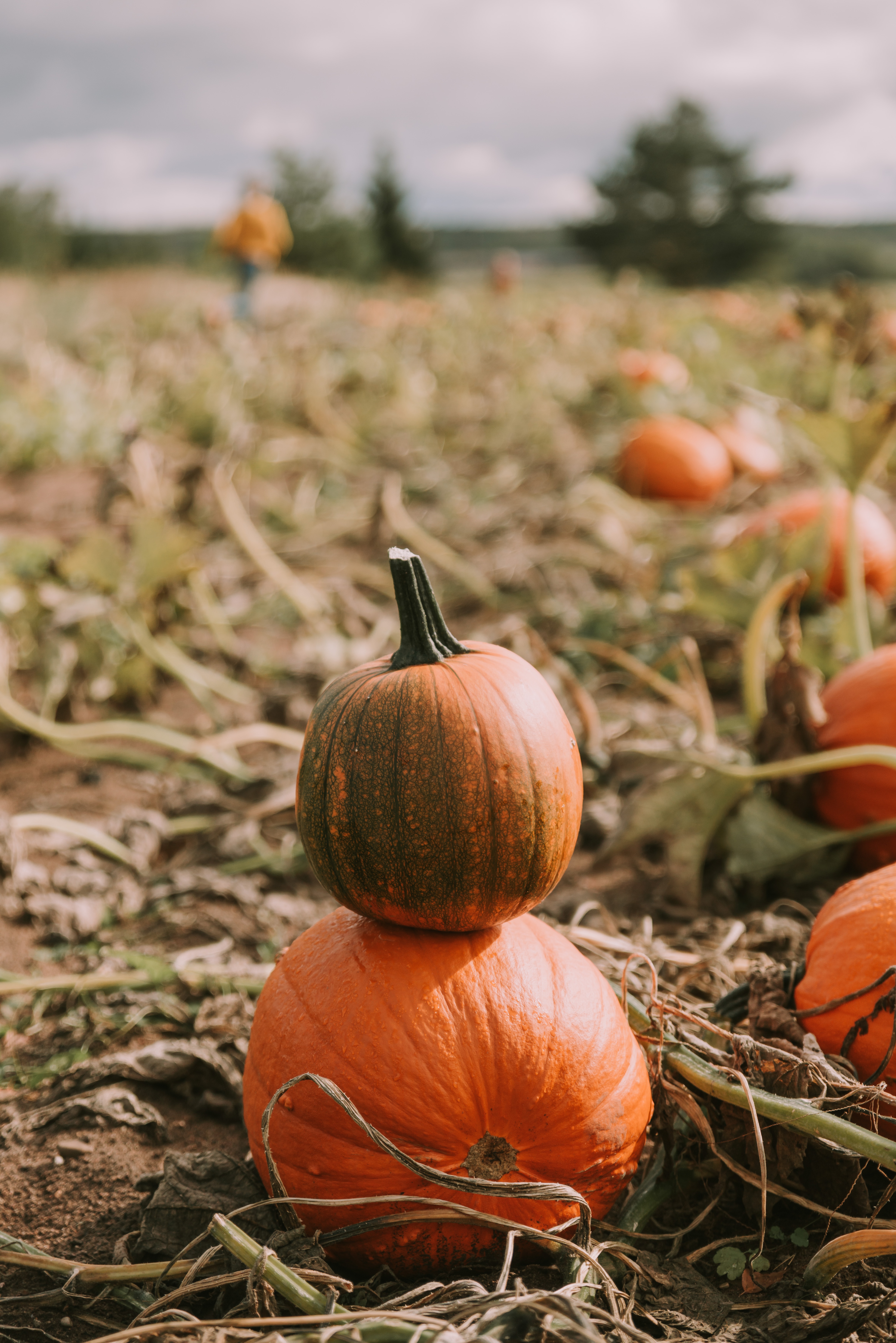 pumpkin, miscellanea, miscellaneous, field, ripe, harvest High Definition image