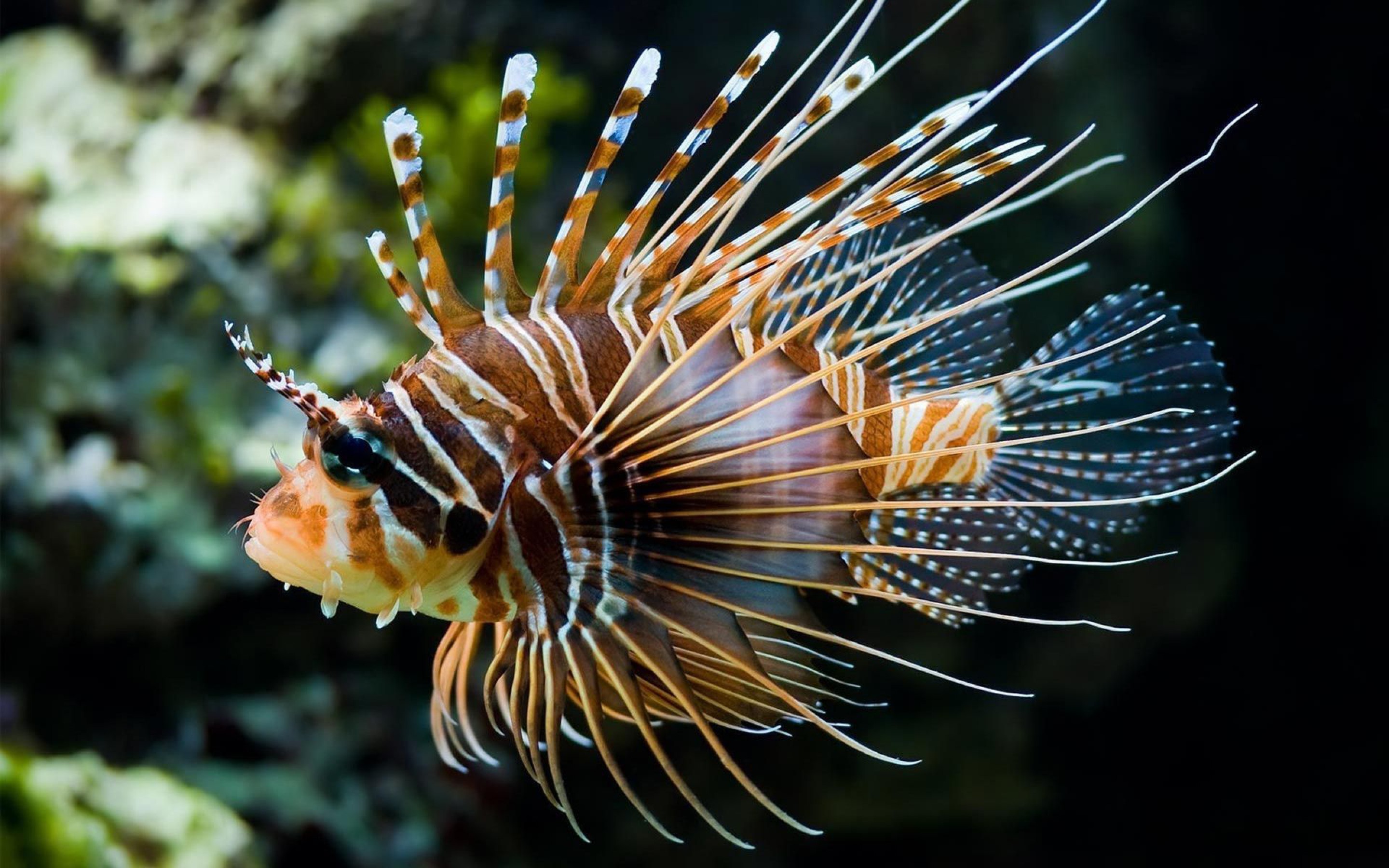 marine fish, lionfish, fishes, fish Underwater Cellphone FHD pic