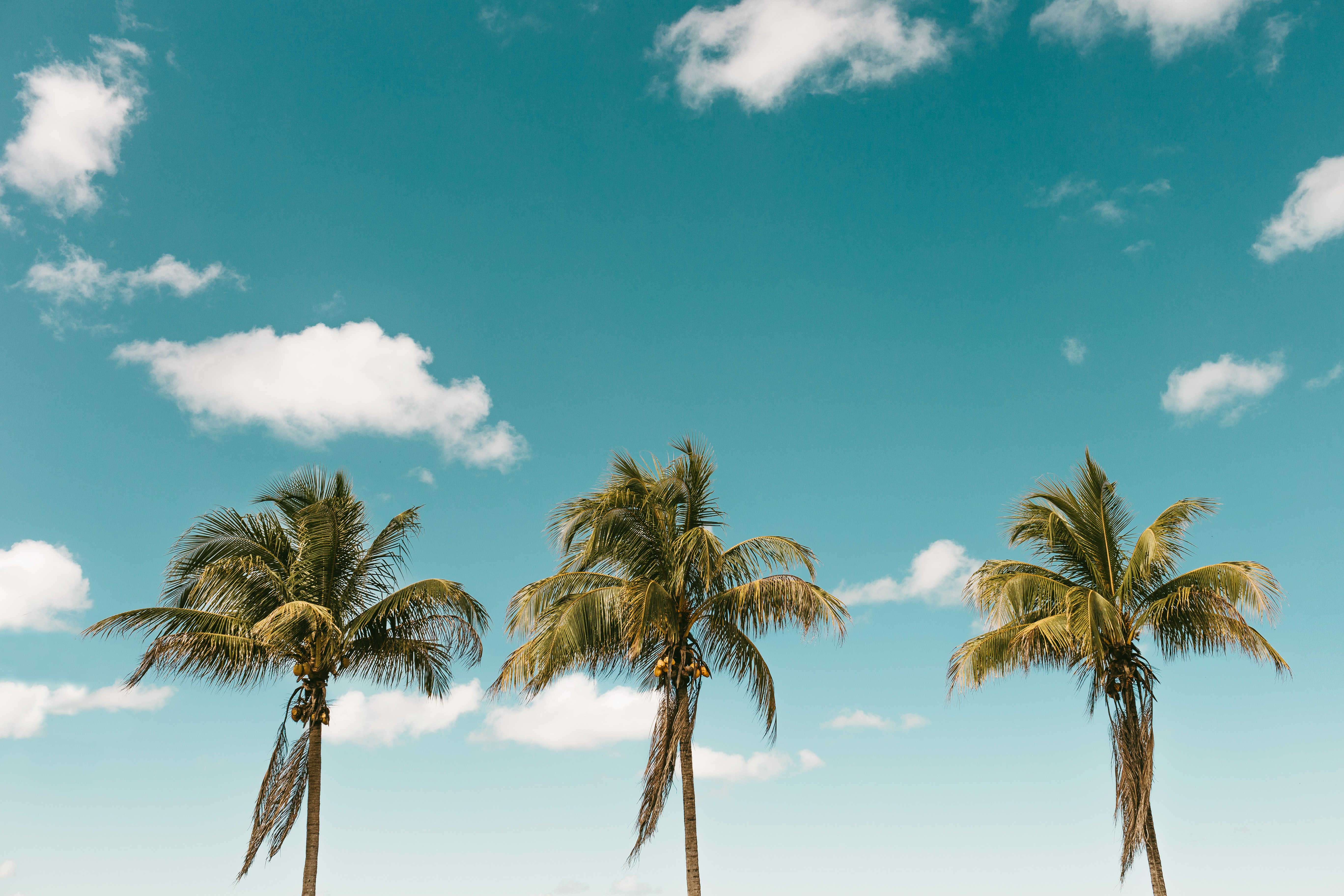 palm, nature, sky, minimalism
