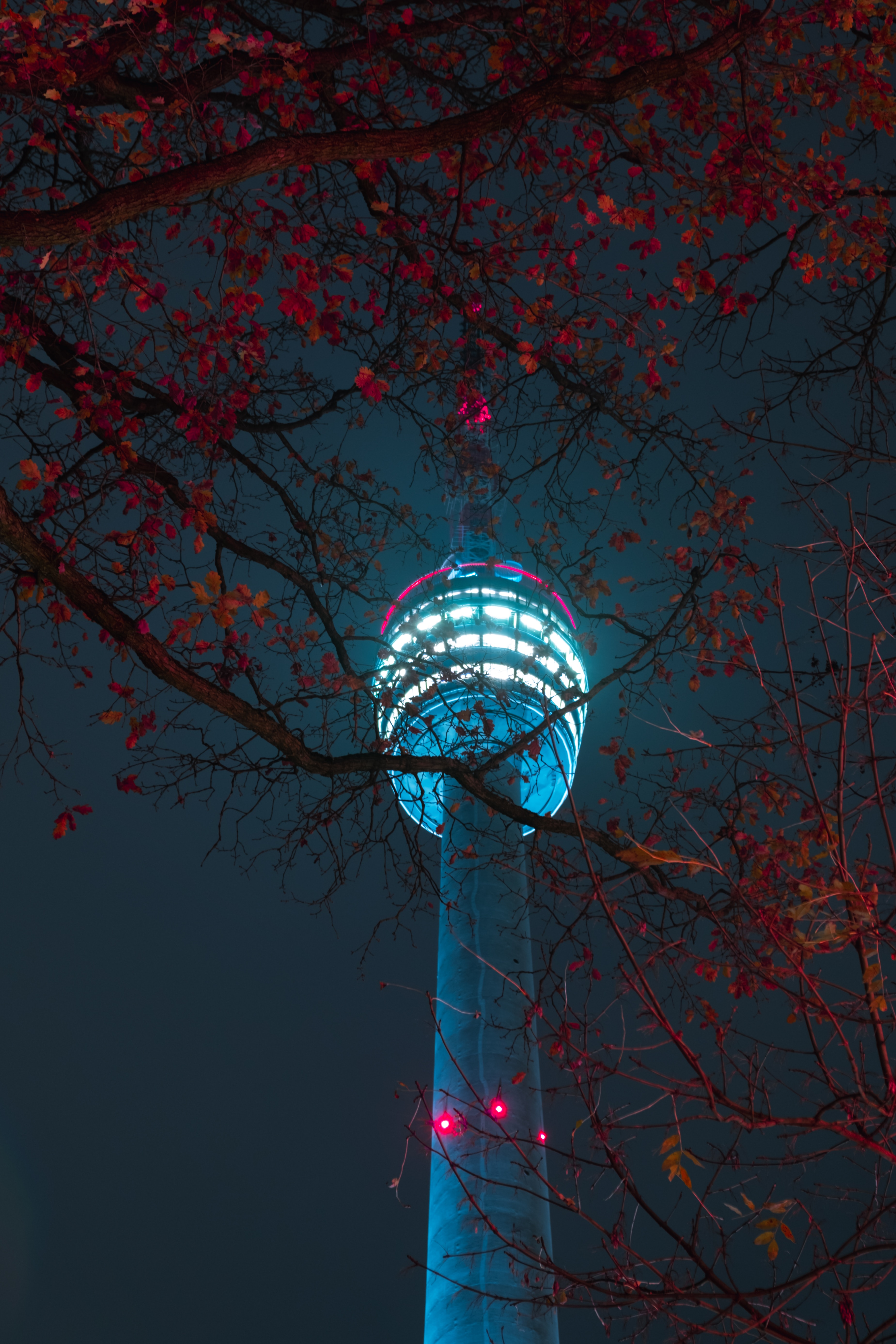 night, dark, light, building, shine, branches, tower wallpapers for tablet