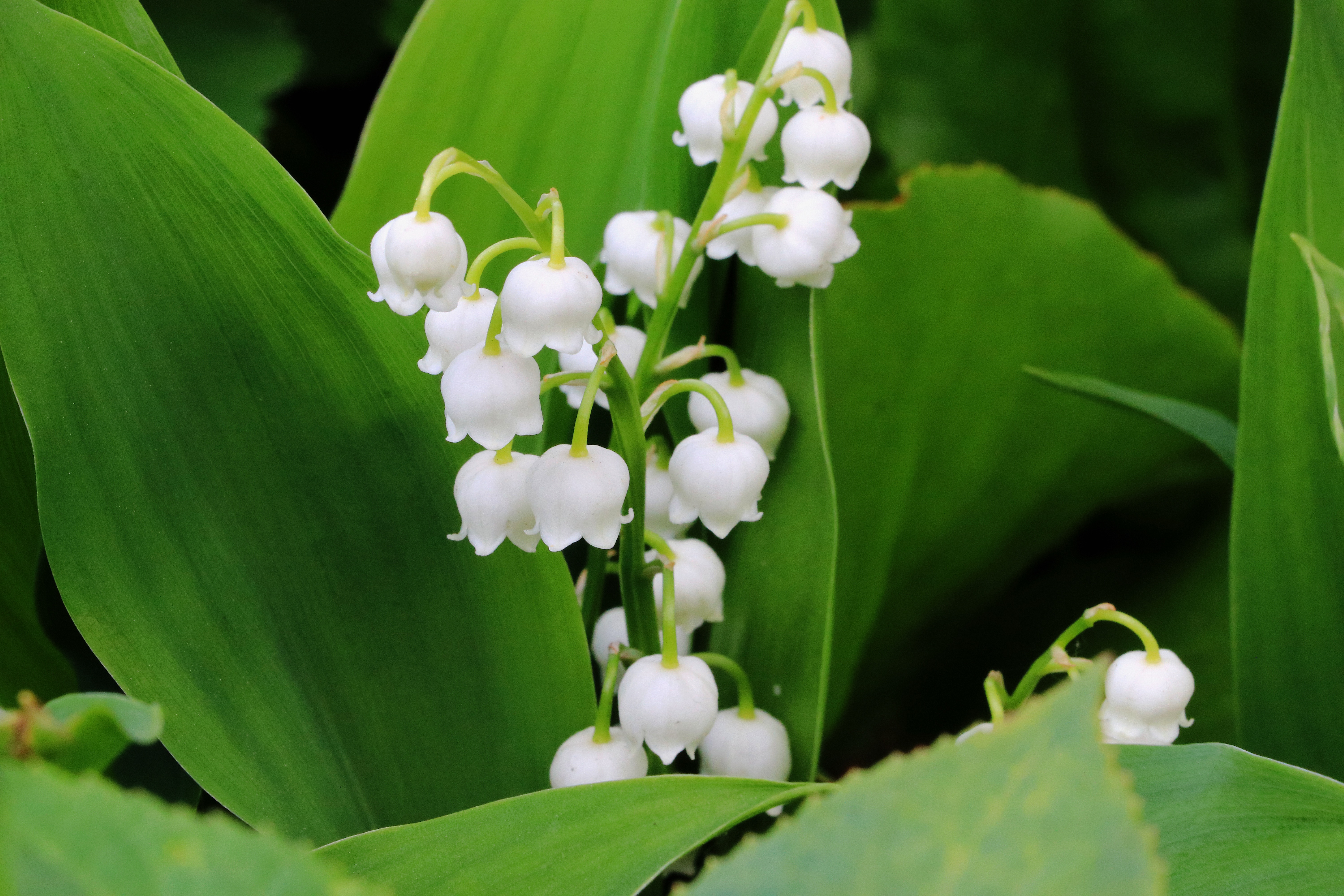 54540 download wallpaper flowers, leaves, lily of the valley screensavers and pictures for free