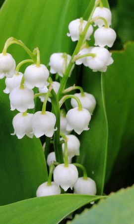 Download mobile wallpaper: Lily Of The Valley, Plants, Flowers, free ...