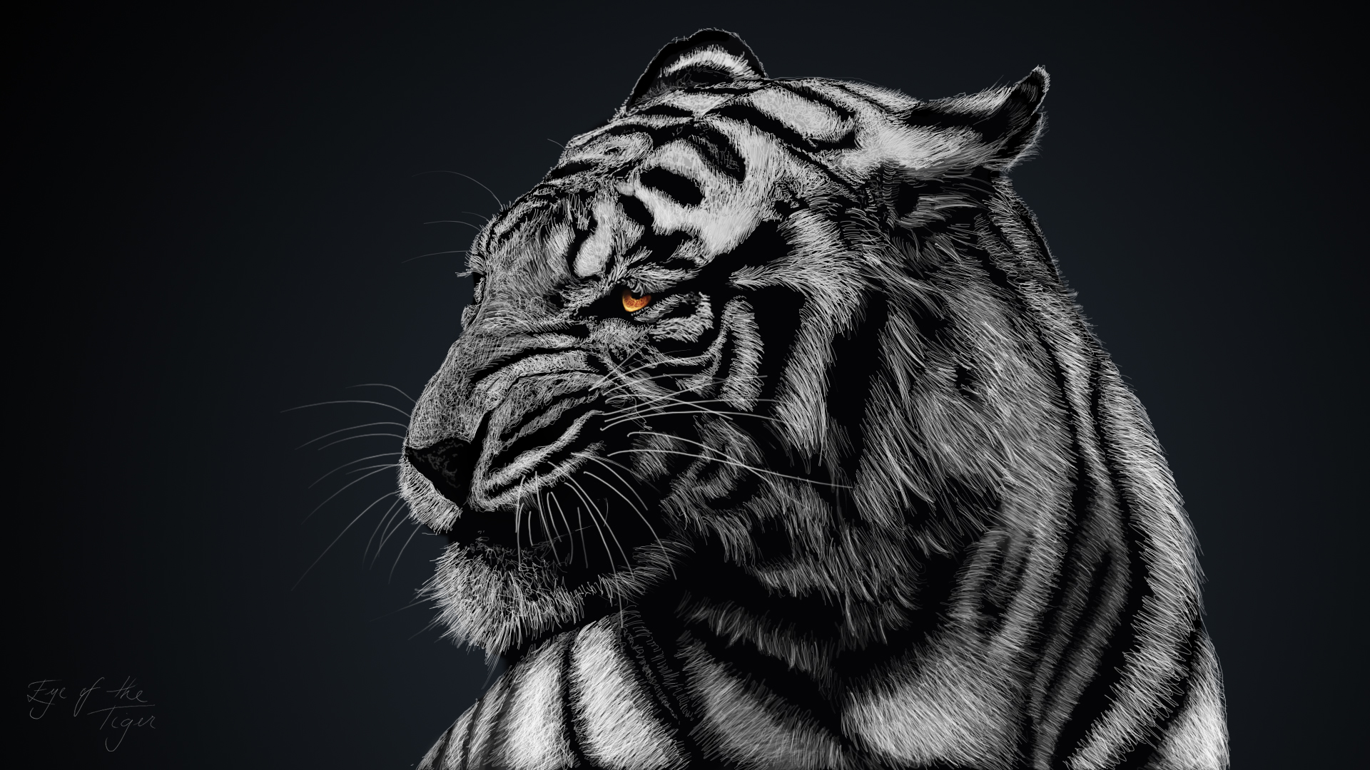 305467 скачать обои животные, белый тигр, чёрно белое, кошки, тигр - заставки и картинки бесплатно