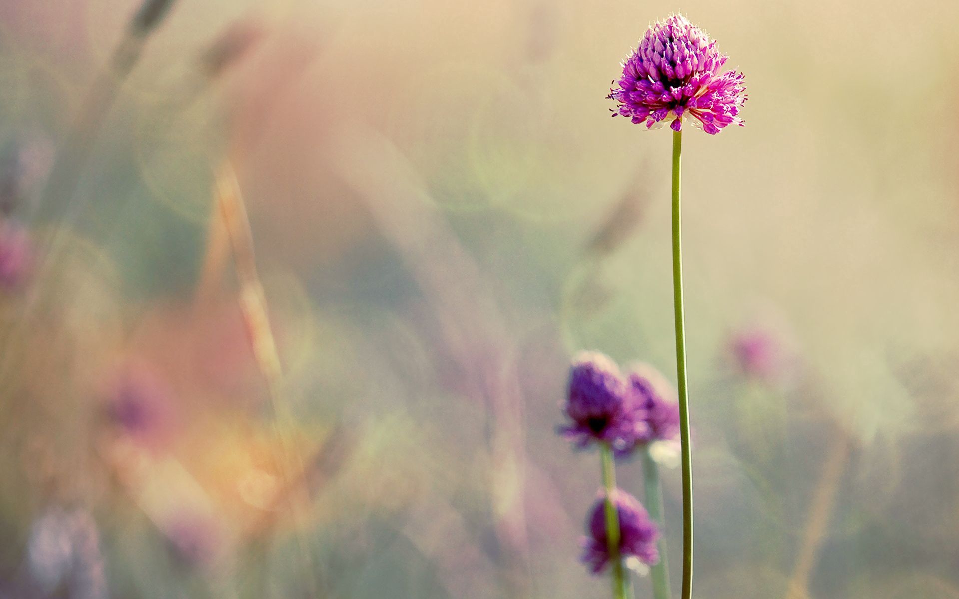 104024 download wallpaper flowers, blur, smooth, field, clover, stem, stalk screensavers and pictures for free