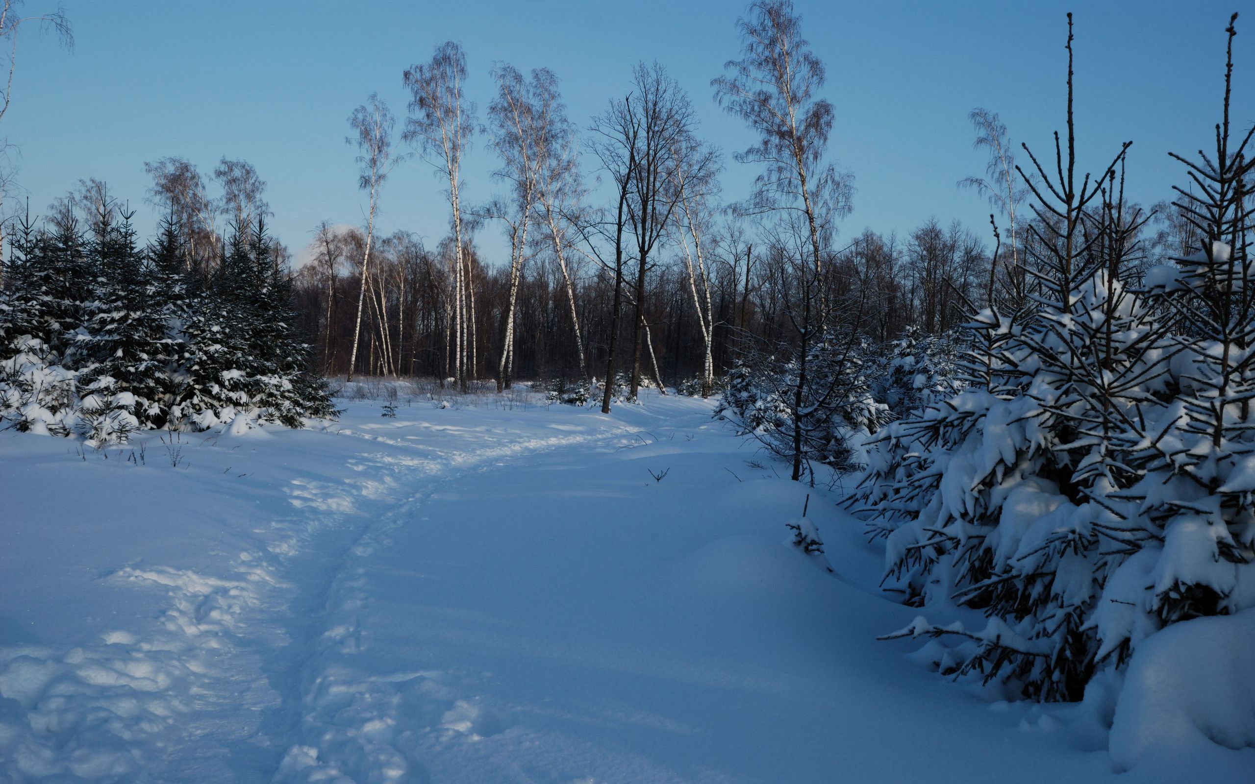 68330 Hintergrundbild herunterladen winter, natur, schnee, birken, pfad, dämmerung, twilight, aß, aßen - Bildschirmschoner und Bilder kostenlos