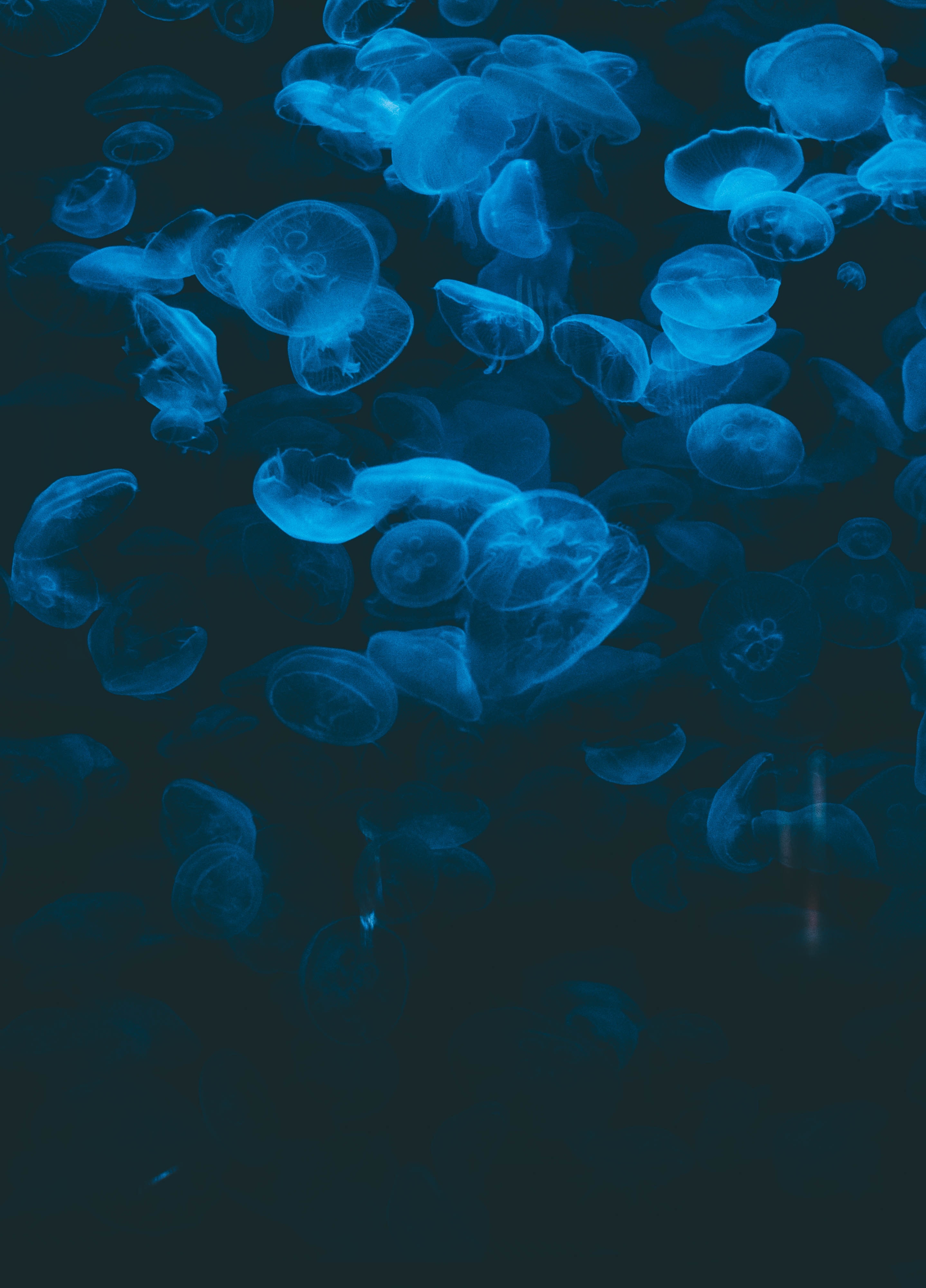 jellyfish, animals, blue, transparent, dark, under water, underwater 4K