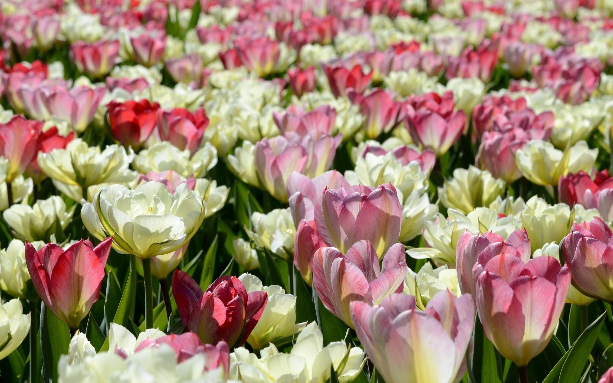 Wallpaper for mobile devices disbanded, flowers, tulips, flower bed