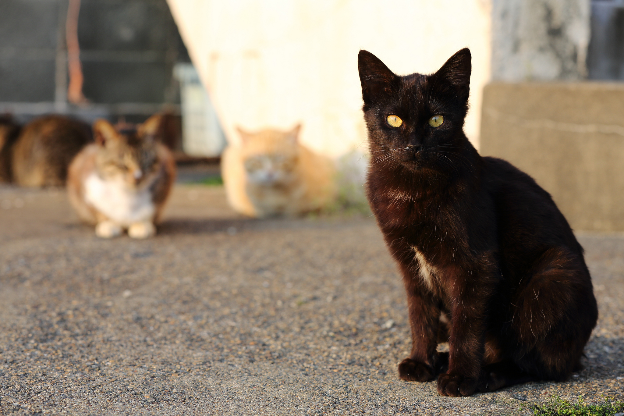 Уличные коты коричневые