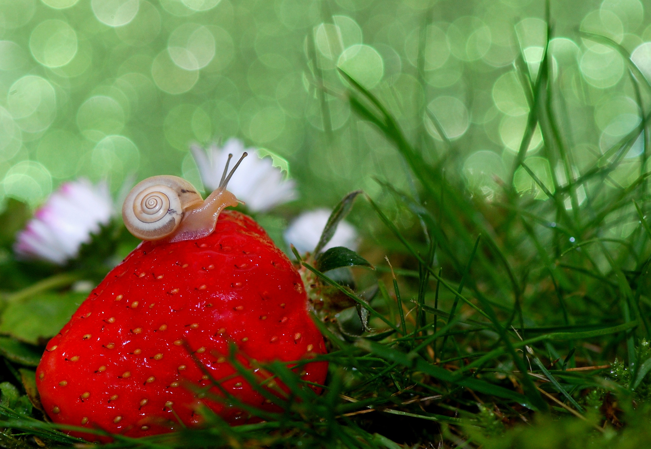 Laden Sie das Grass, Erdbeere, Makro, Schnecke-Bild kostenlos auf Ihren PC-Desktop herunter