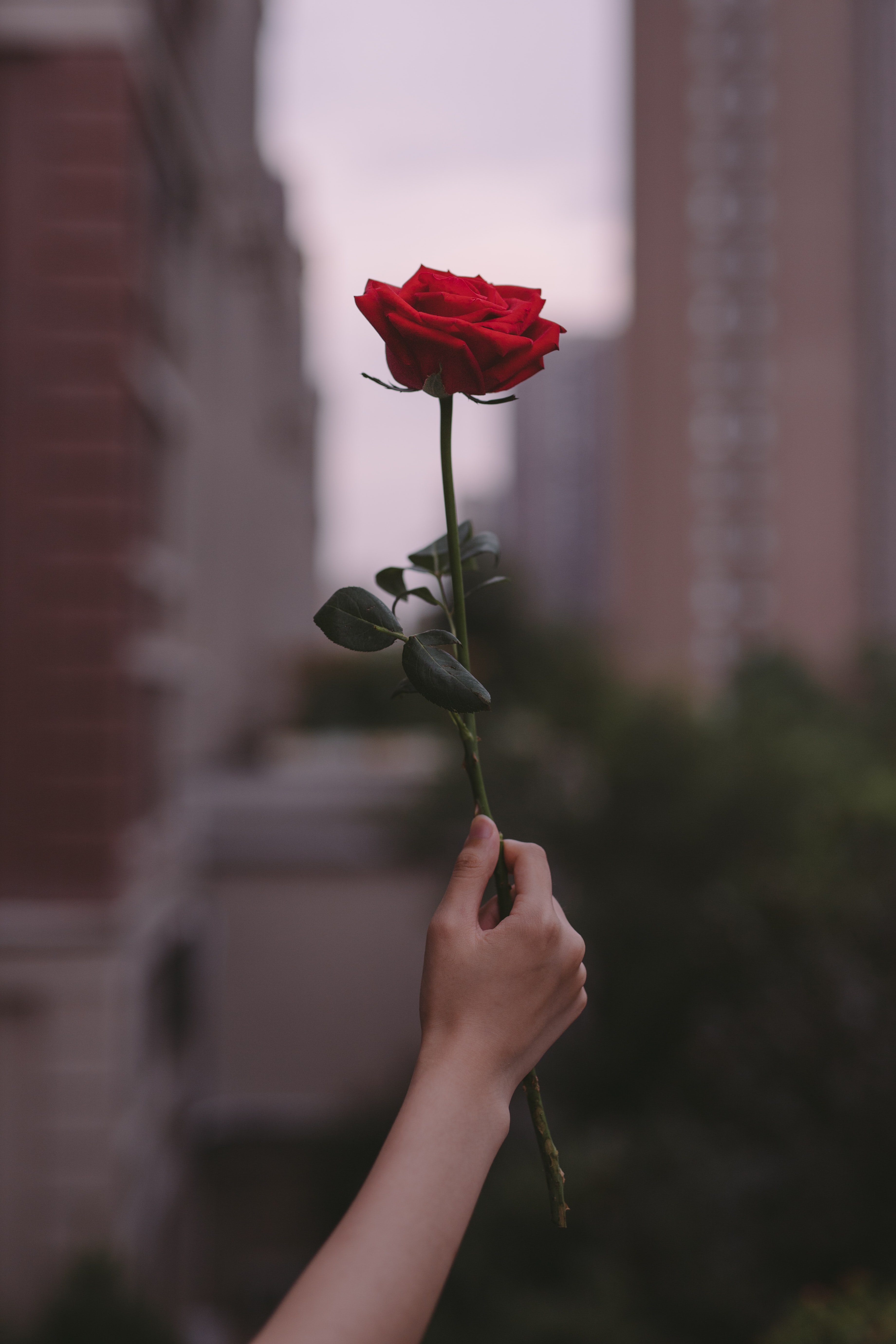 Popular Rose Flower 4K for smartphone