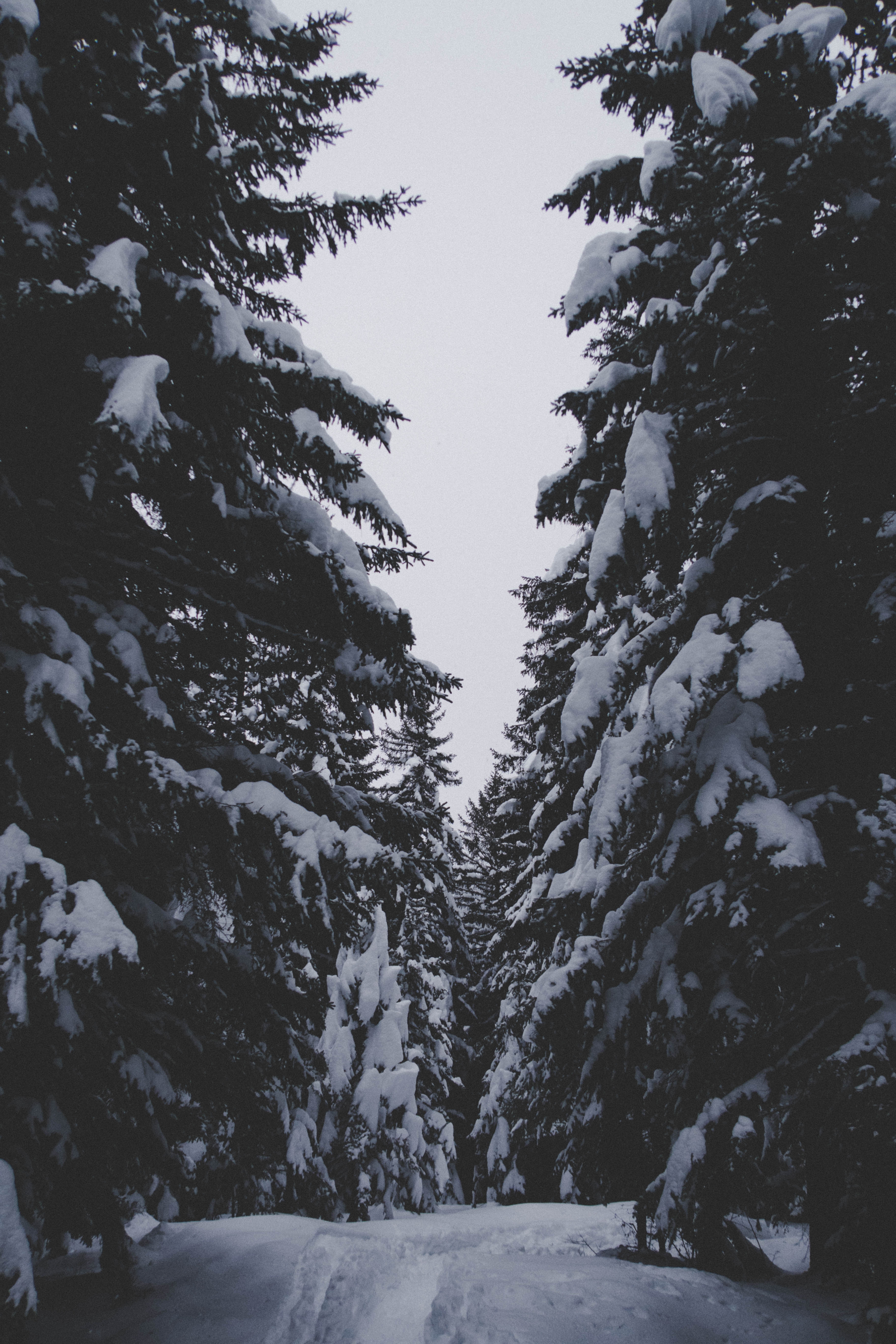 85506 Заставки и Обои Лес на телефон. Скачать лес, зима, природа, деревья, снег, проход картинки бесплатно