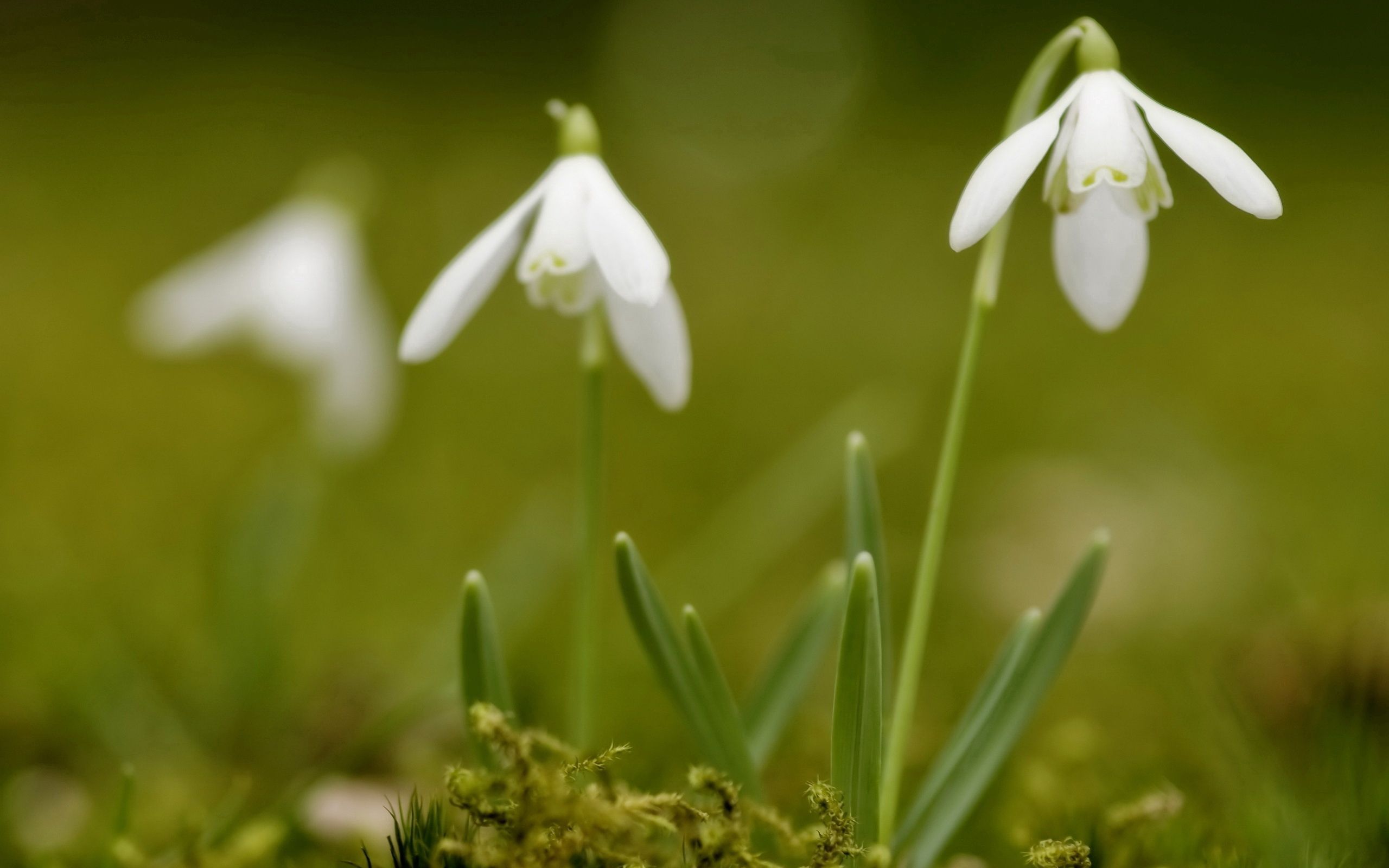 Snowdrops flowers, greens, spring Lock Screen