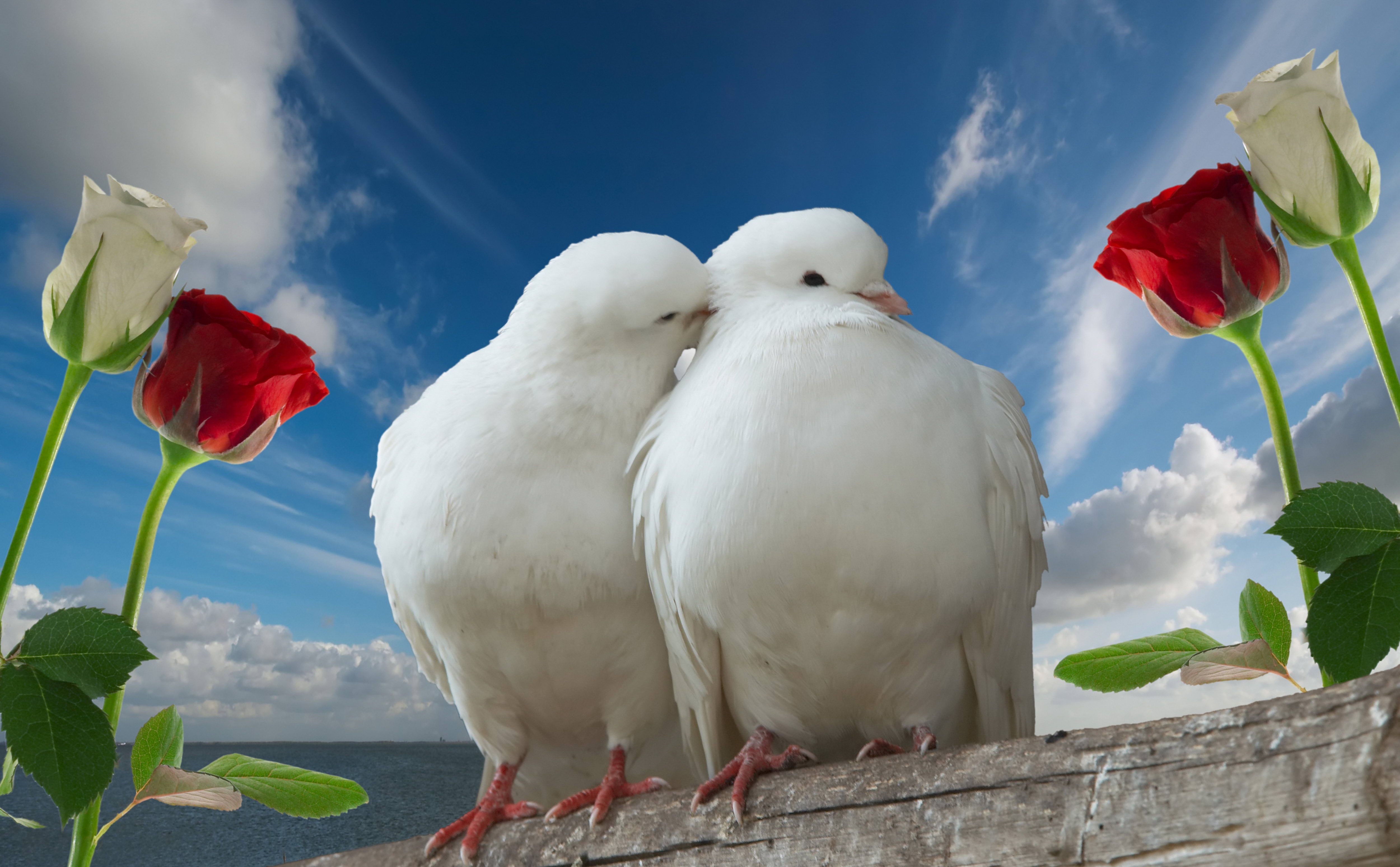 love, roses, pigeons, pair, couple, animals, sky