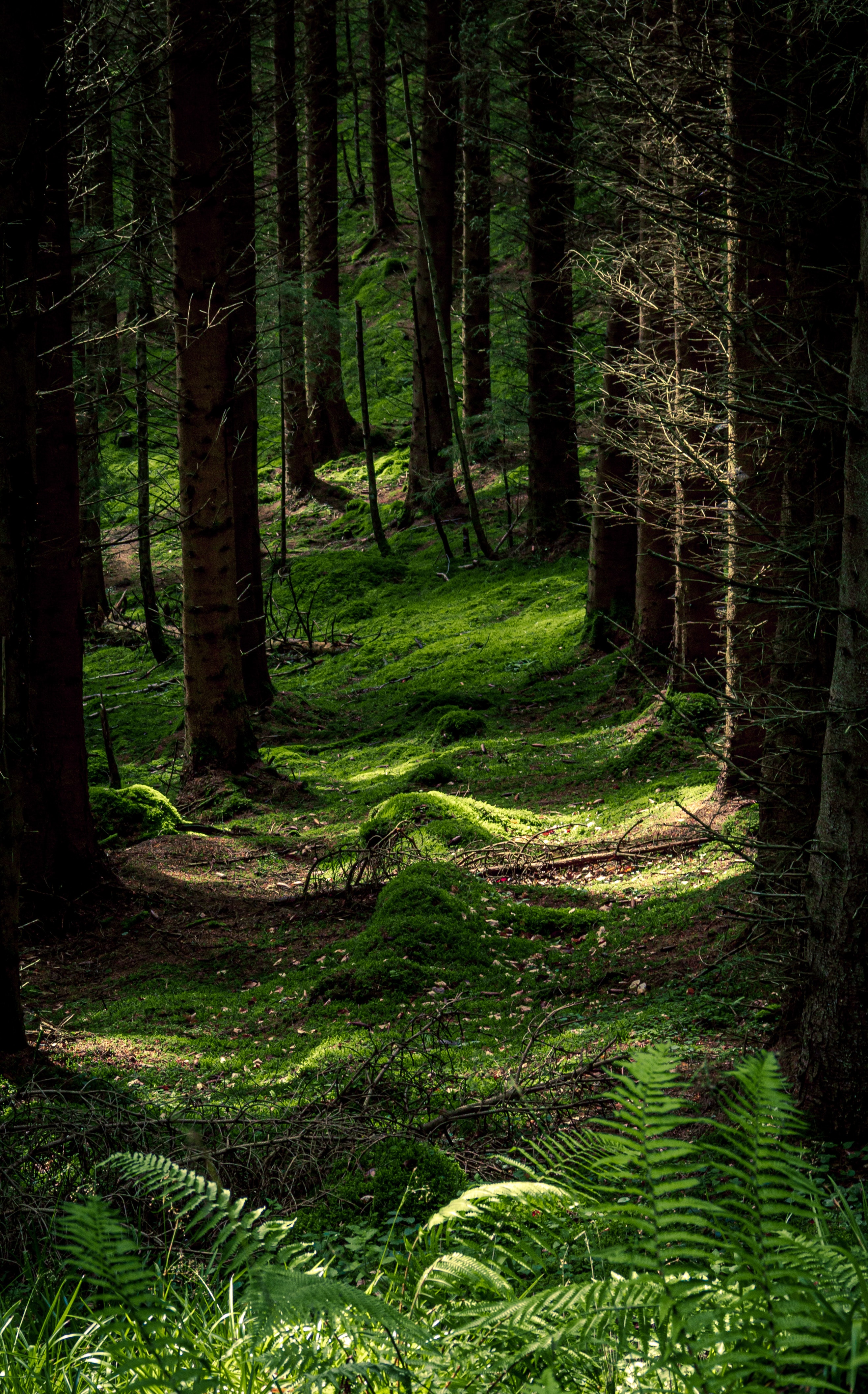 Download mobile wallpaper Trees, Nature, Forest, Moss, Fern for free.