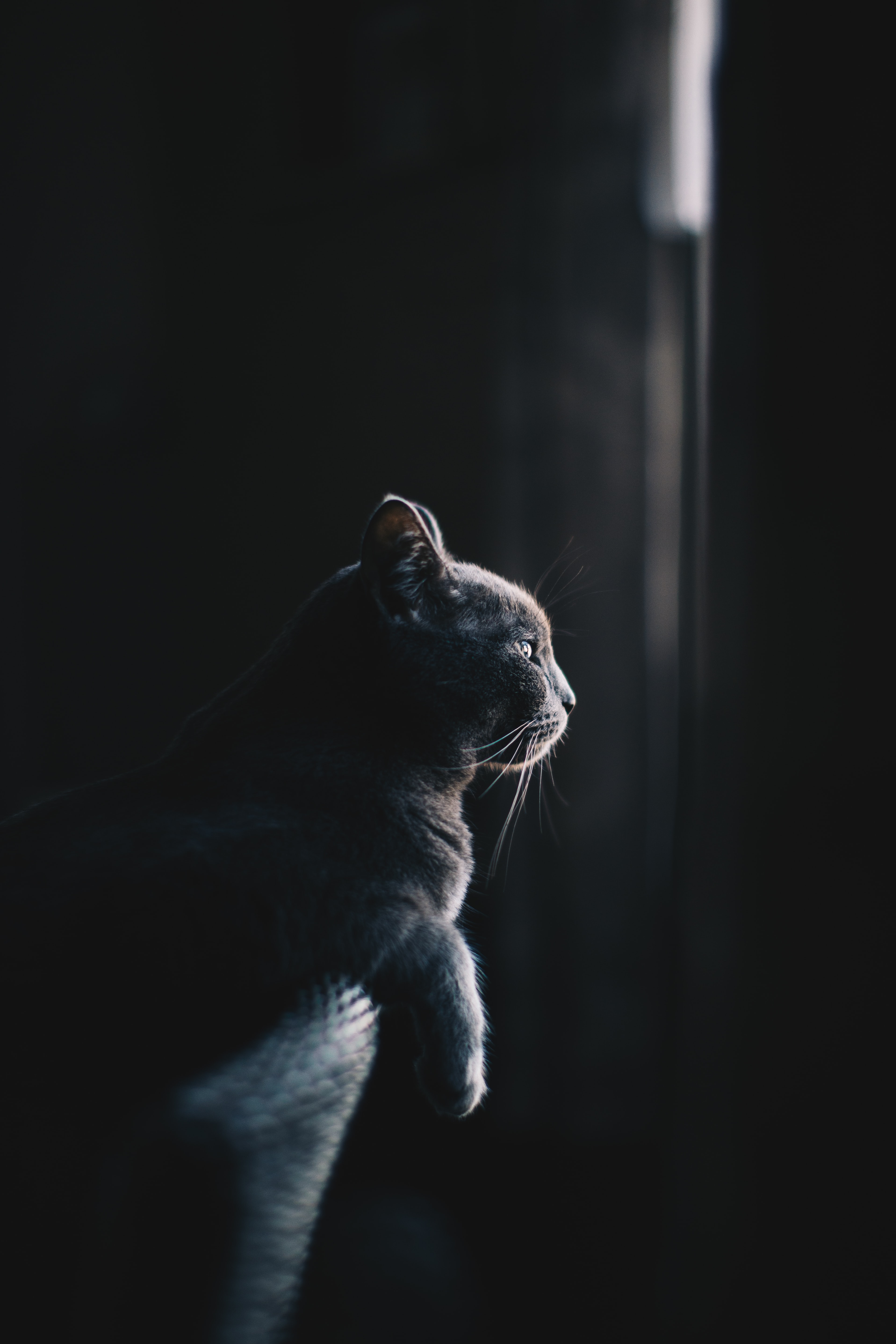 animals, profile, cat Download background