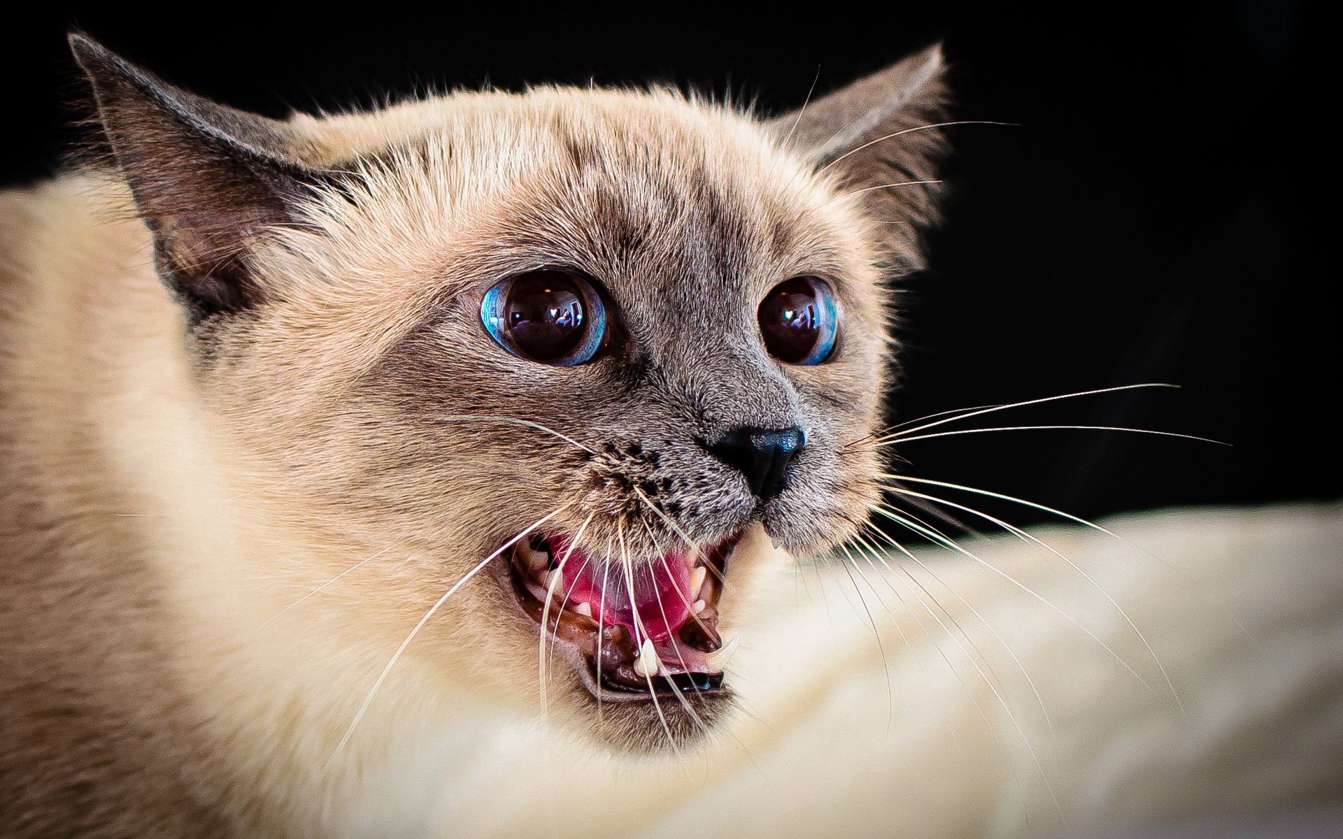Kostenlose Siamesische Katze HD-Bilder herunterladen