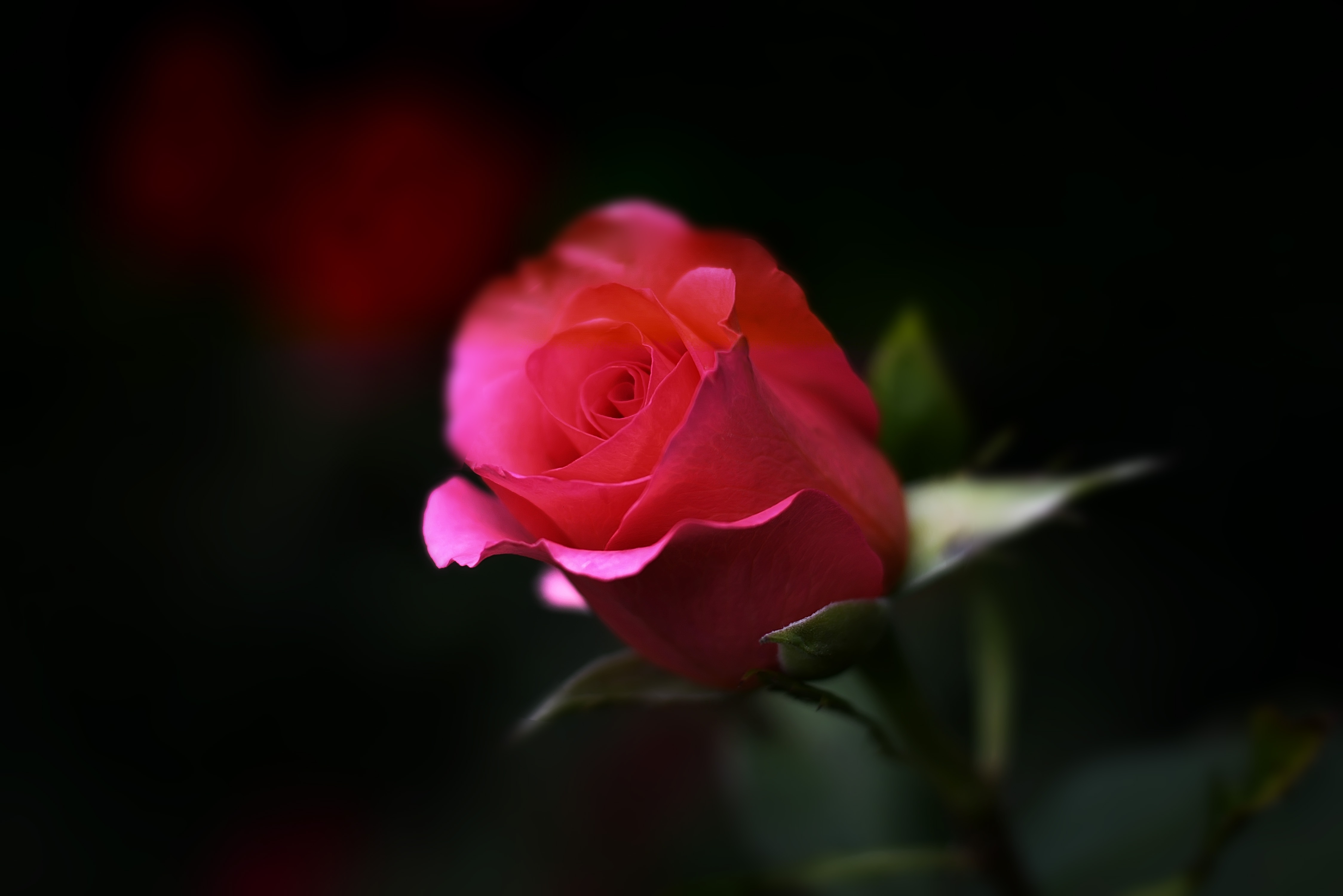 Laden Sie das Blume, Makro, Rose, Knospe, Bud-Bild kostenlos auf Ihren PC-Desktop herunter