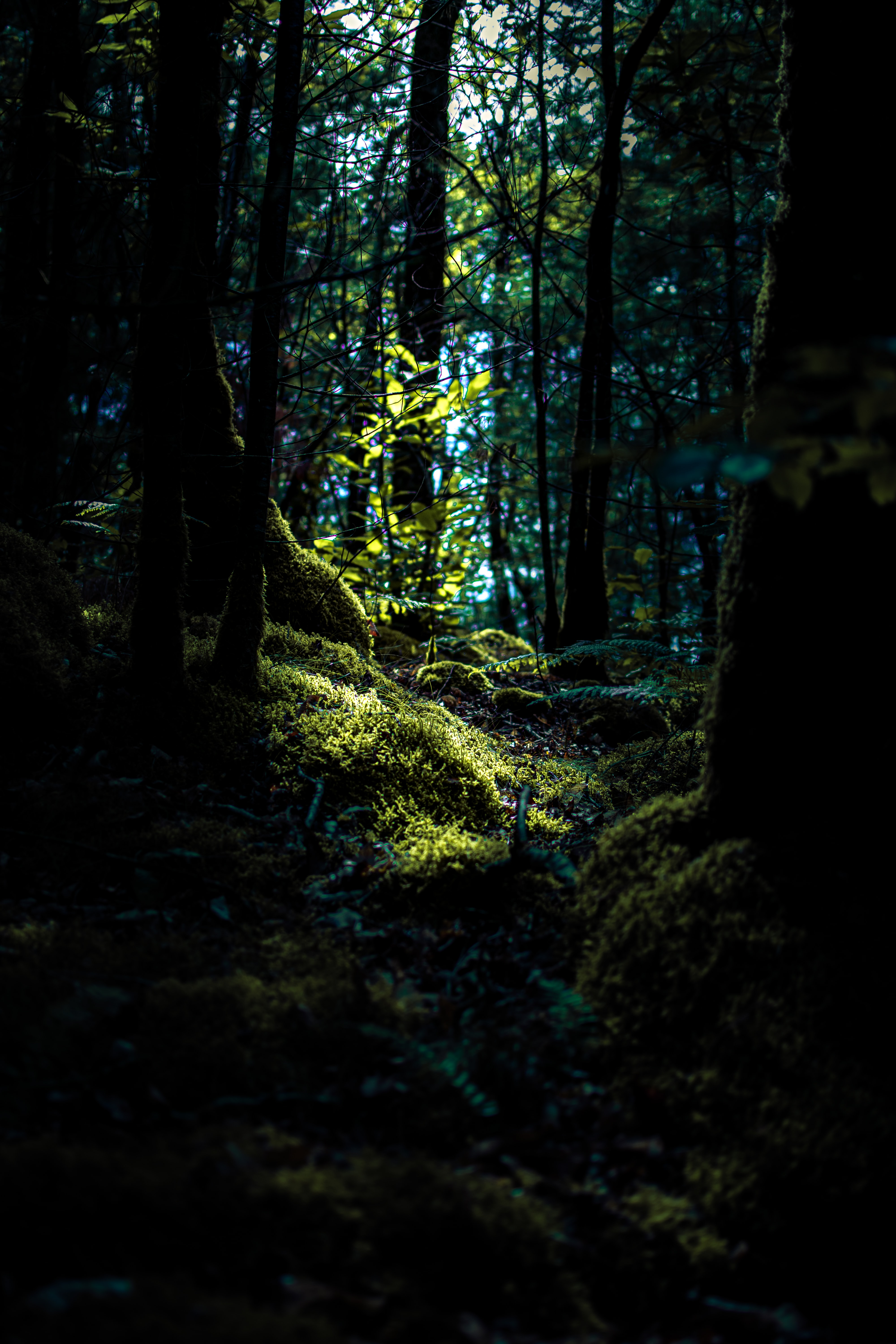 fern, trees, nature, branches, moss UHD