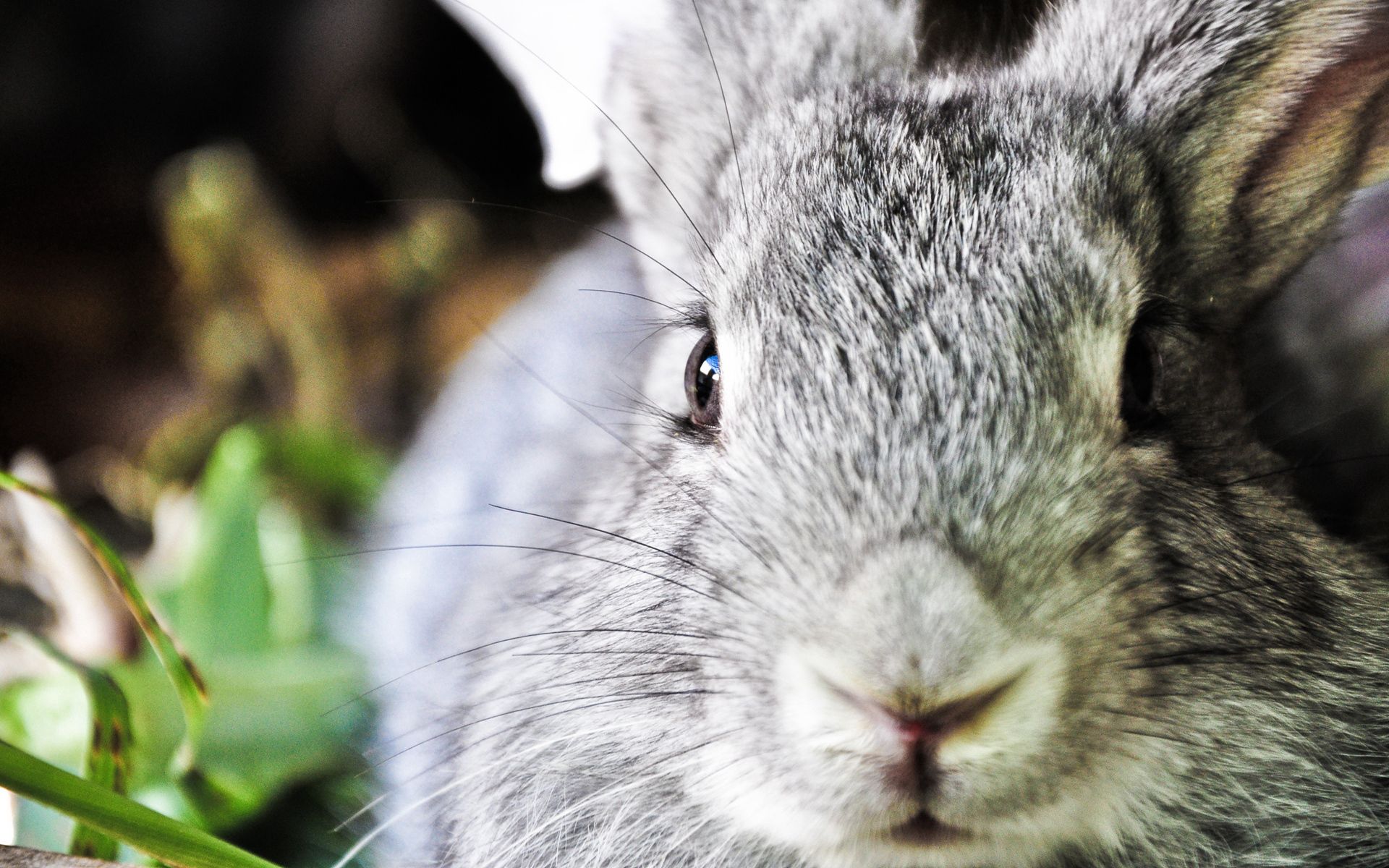 Handy-Wallpaper Kaninchen, Tiere, Schnauze, Ohren, Nase kostenlos herunterladen.