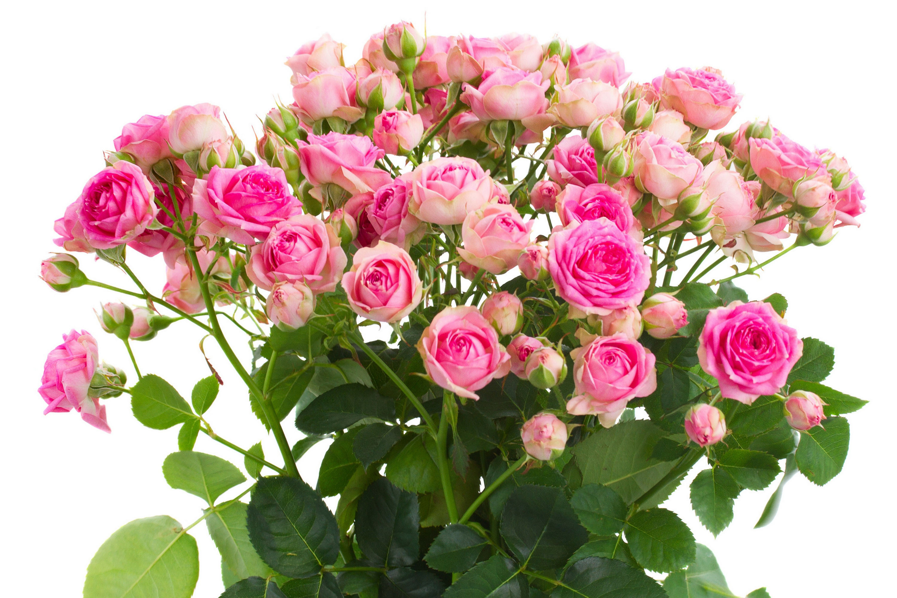 手機的384936屏保和壁紙粉红色的花。 免費下載  圖片