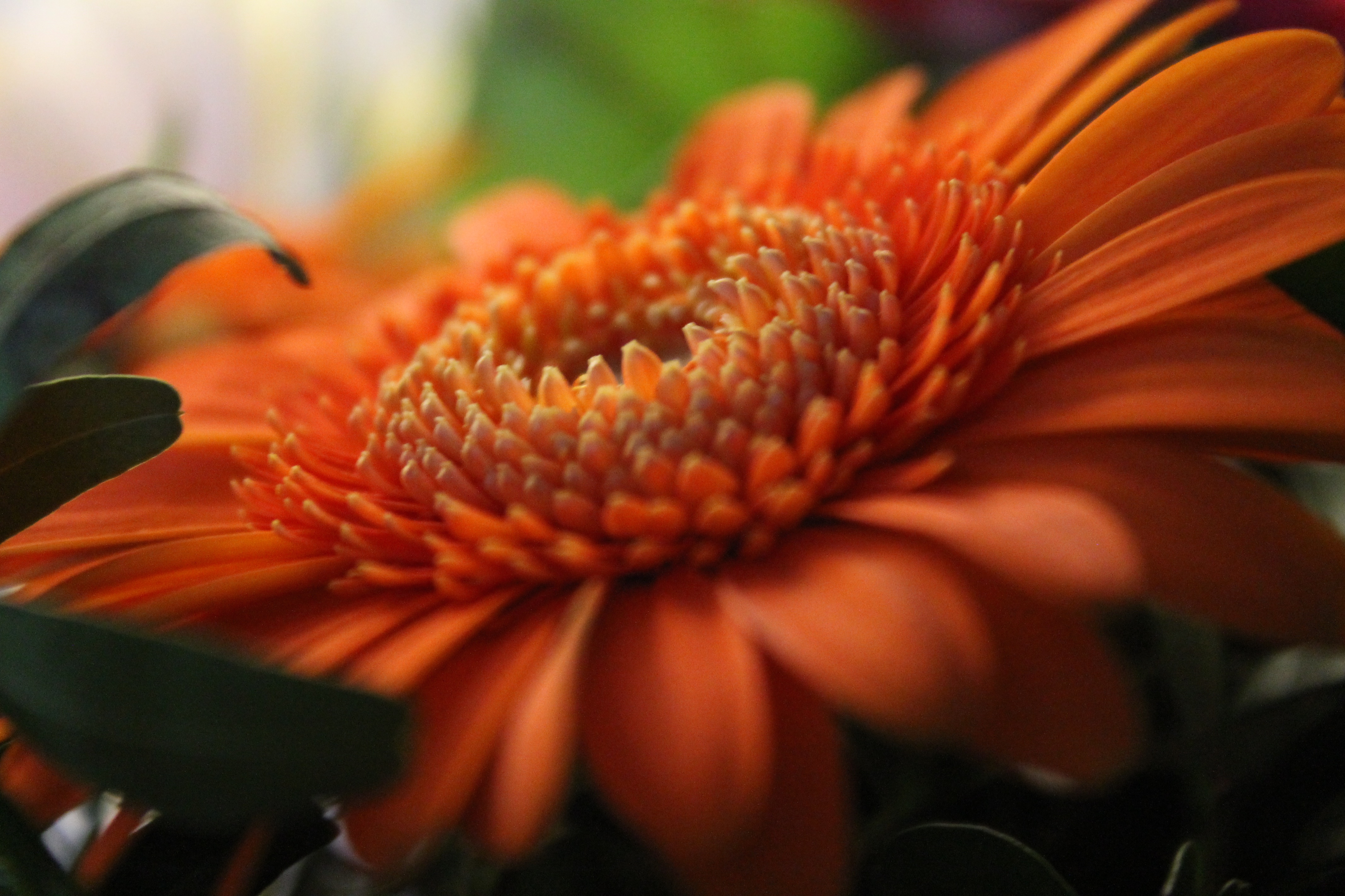 Laden Sie das Gerbera, Makro, Blütenblätter-Bild kostenlos auf Ihren PC-Desktop herunter
