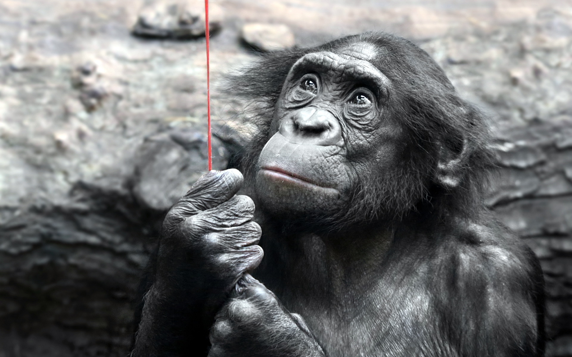 iPhone Wallpapers monkeys, animal, bonobo Monkey