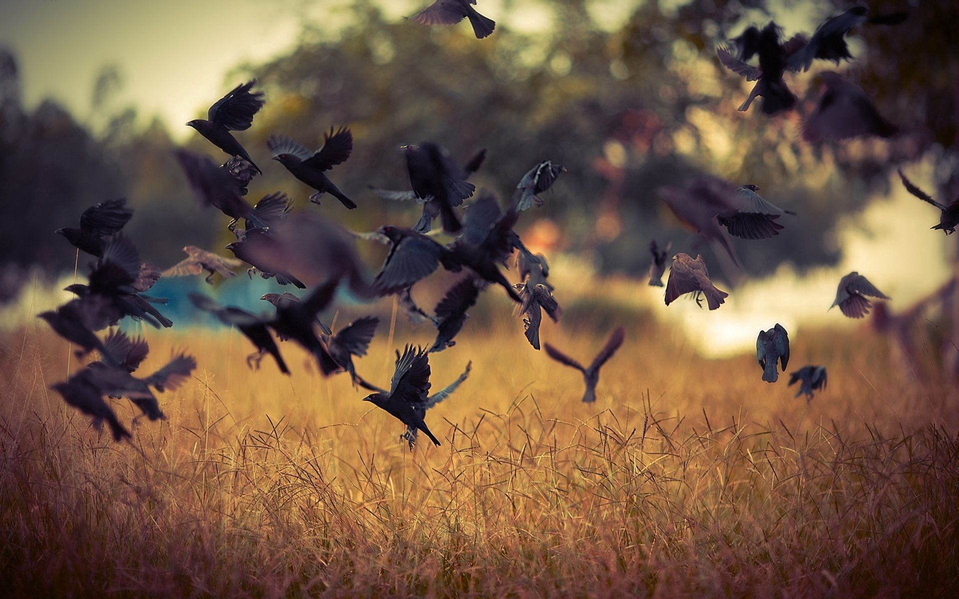 126089 free download Black wallpapers for phone, crows, birds, takeoff, field Black images and screensavers for mobile