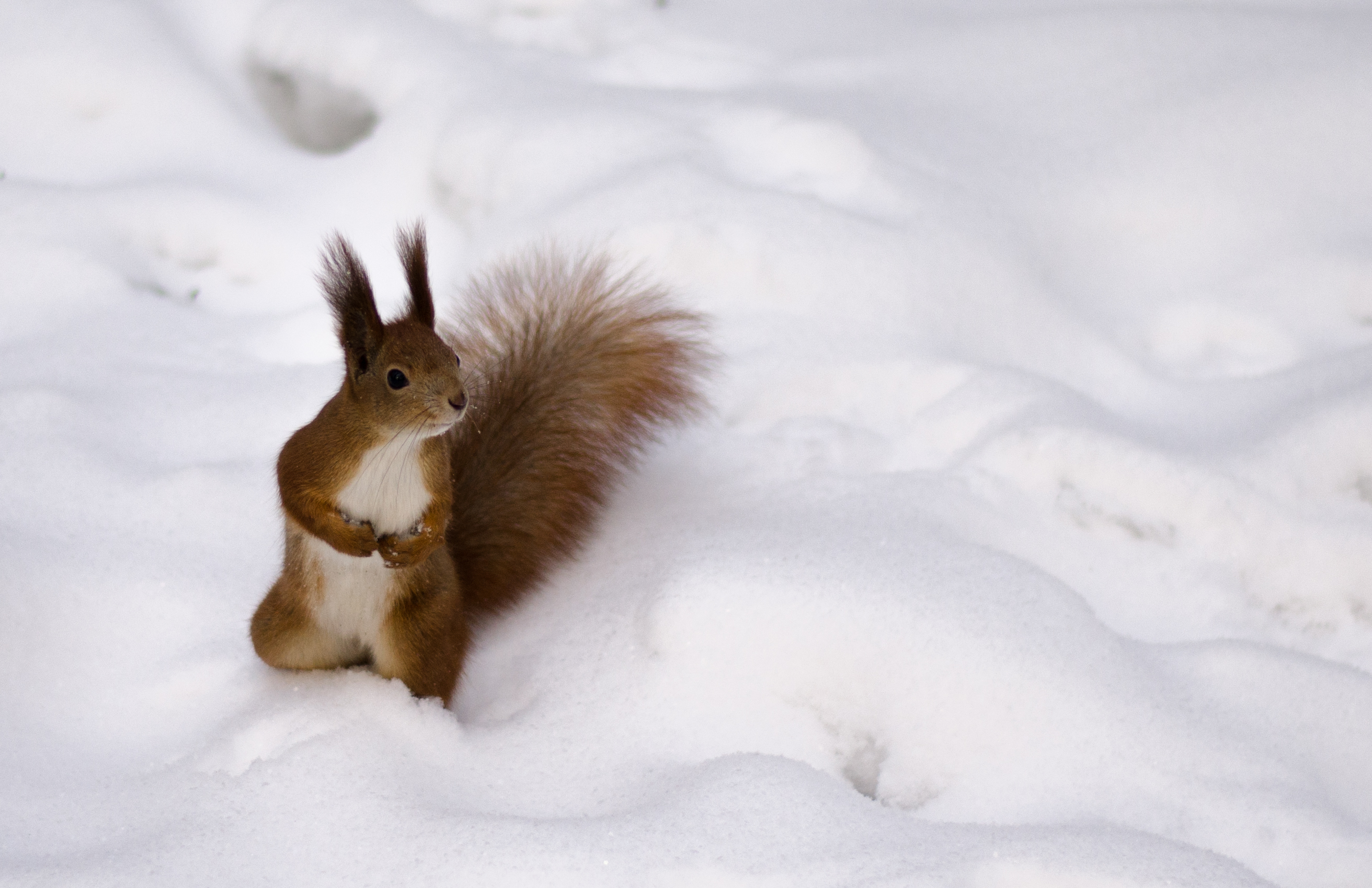 Squirrel animals, snow, curiosity 8k Backgrounds