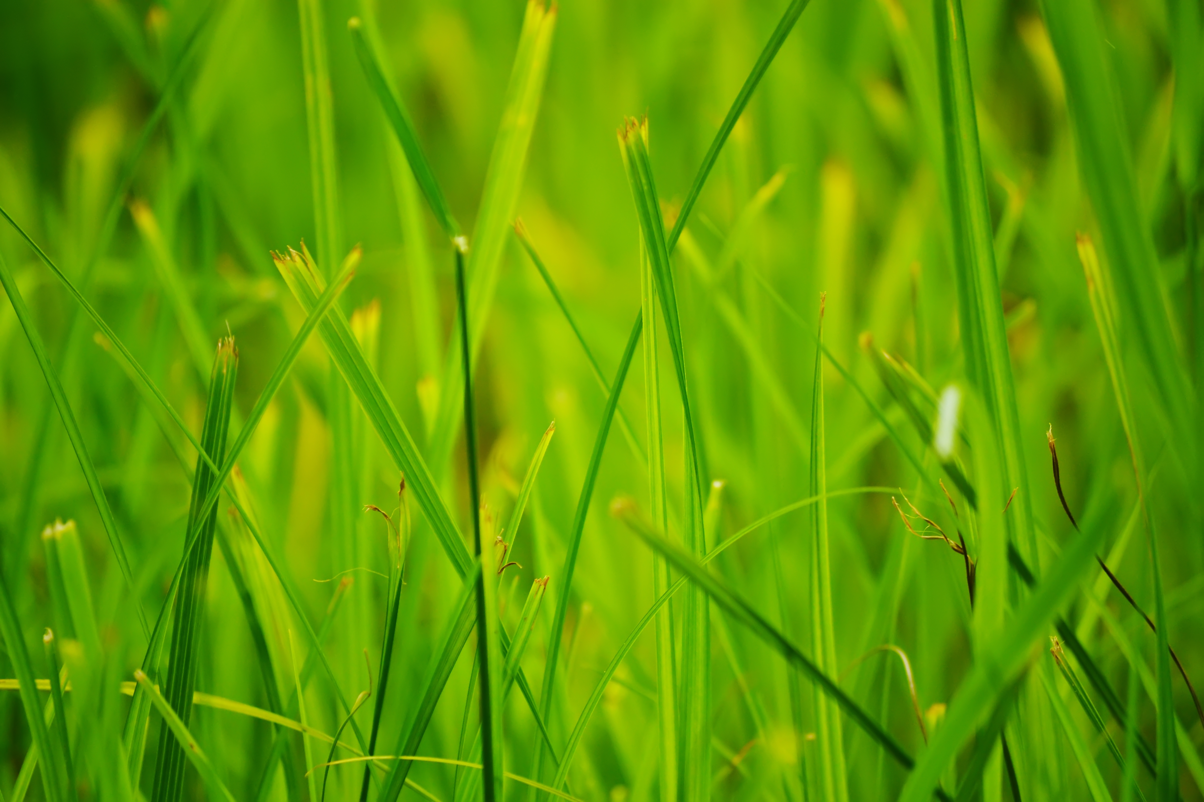 nature, grass, summer, macro phone background