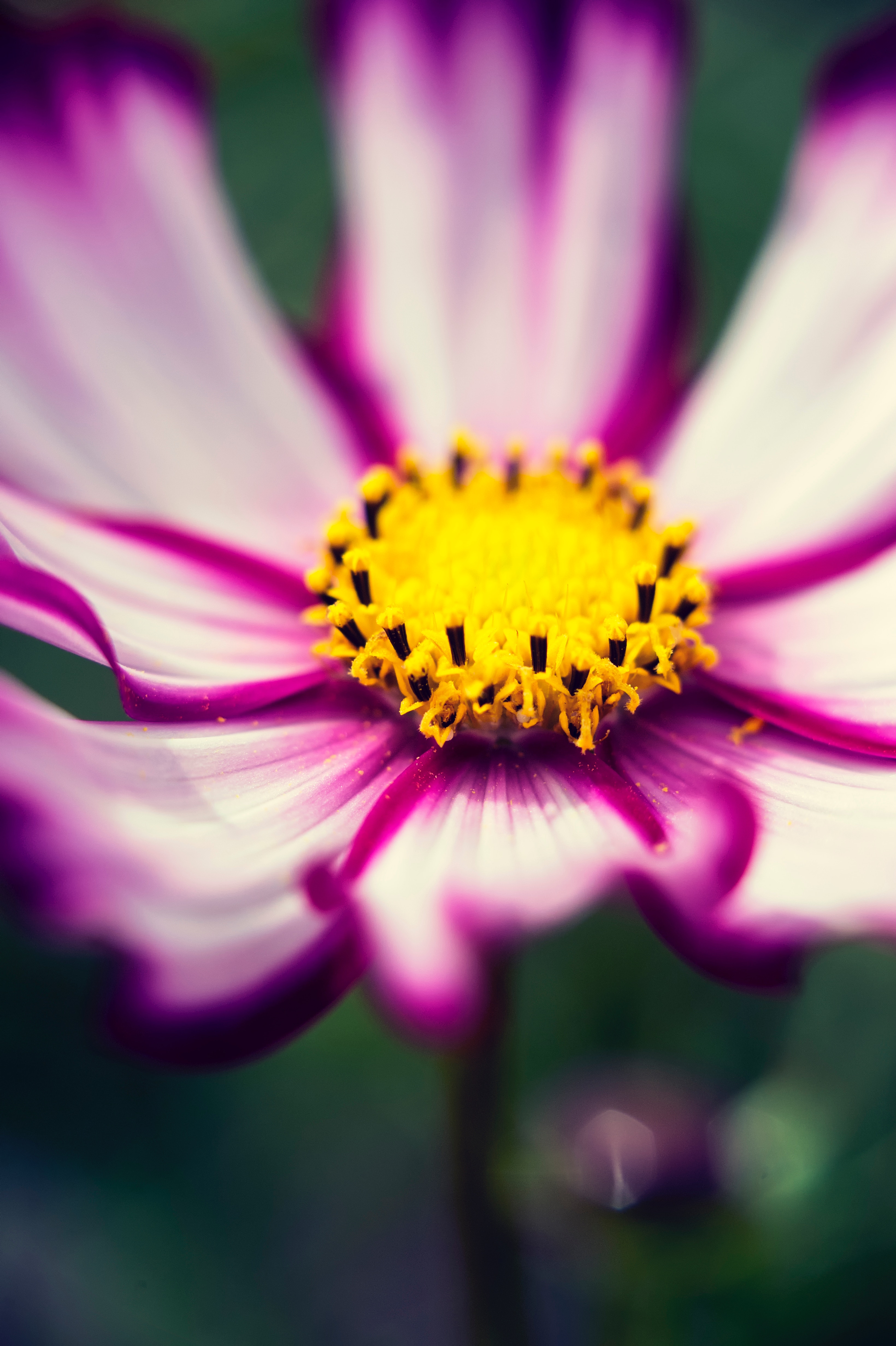 100363 Hintergrundbild herunterladen violett, blume, makro, nahaufnahme, nahansicht, lila, pollen, blüht, blüten, kosmeya, kosmos - Bildschirmschoner und Bilder kostenlos