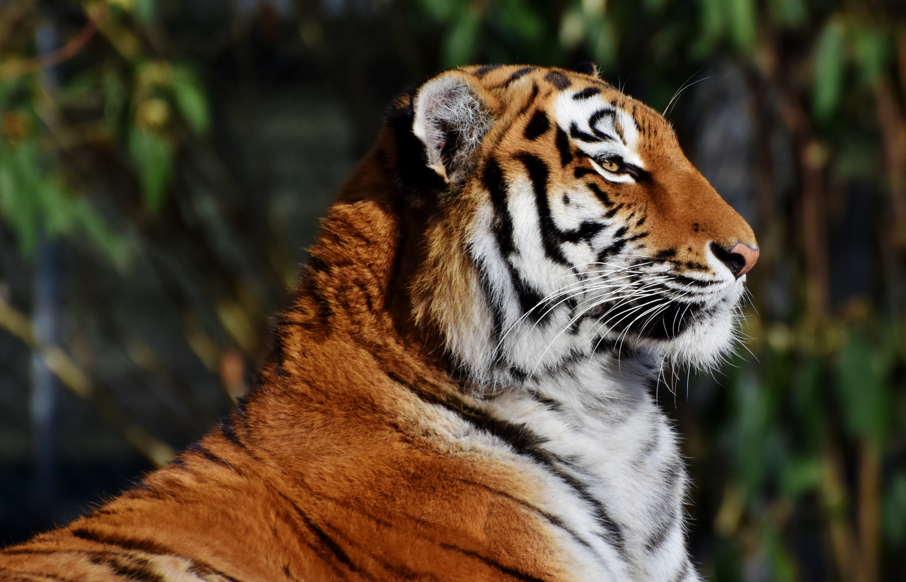 51856 Bild herunterladen tiere, schnauze, große katze, big cat, tiger, profil - Hintergrundbilder und Bildschirmschoner kostenlos
