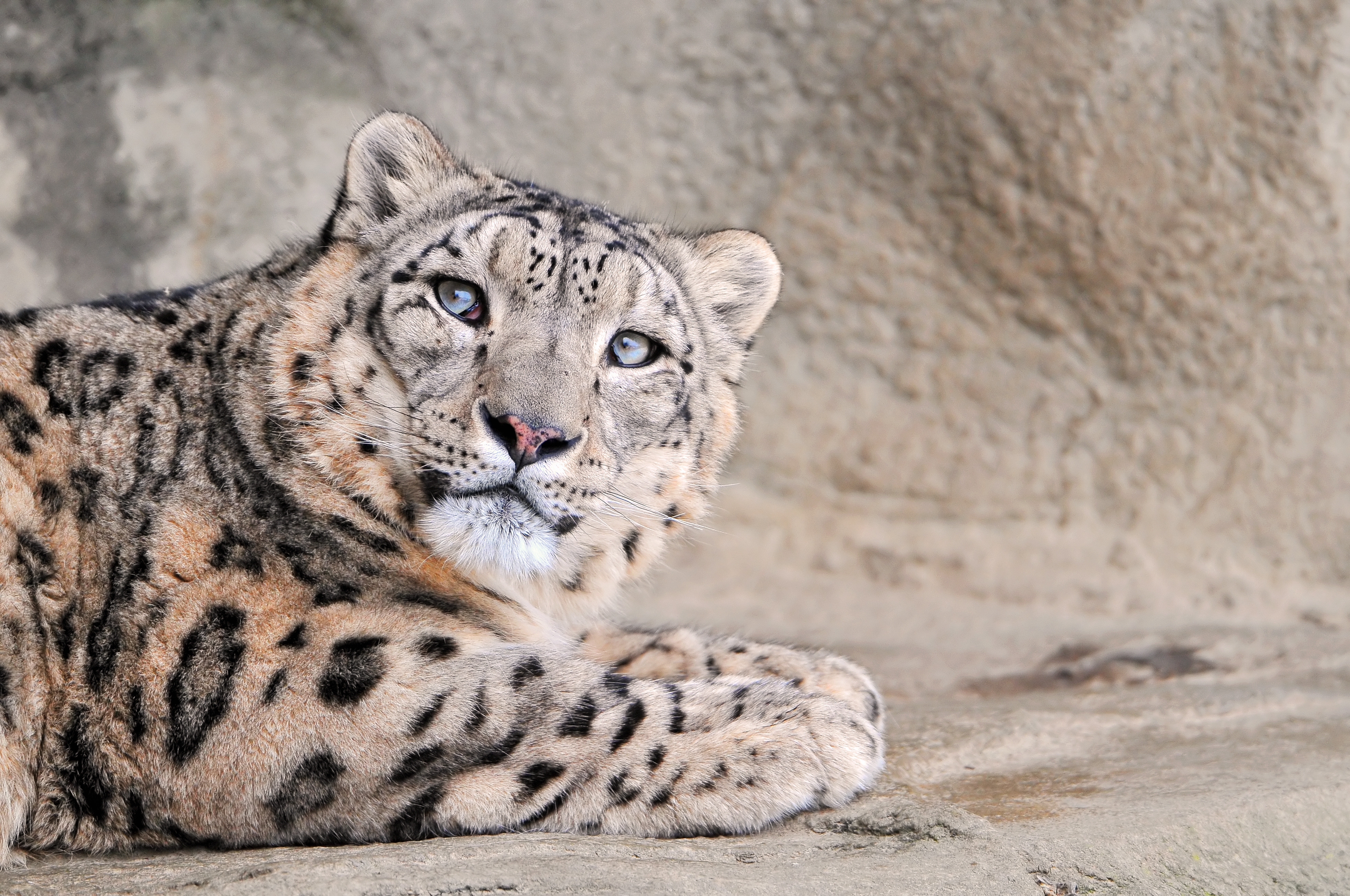 135889 download wallpaper snow leopard, animals, muzzle, spotted, spotty, beautiful, kind screensavers and pictures for free