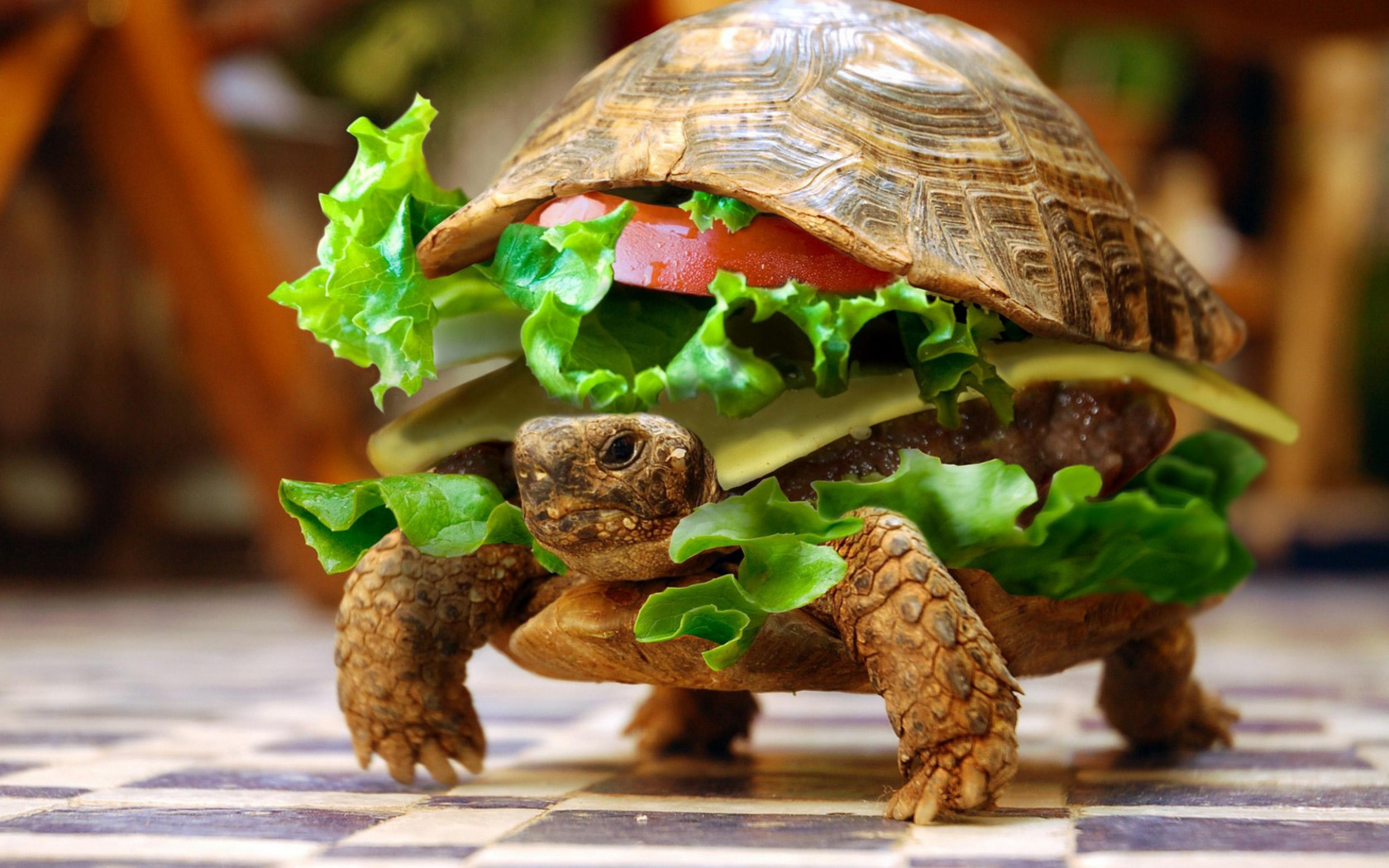 Laden Sie das Tiere, Turtles-Bild kostenlos auf Ihren PC-Desktop herunter