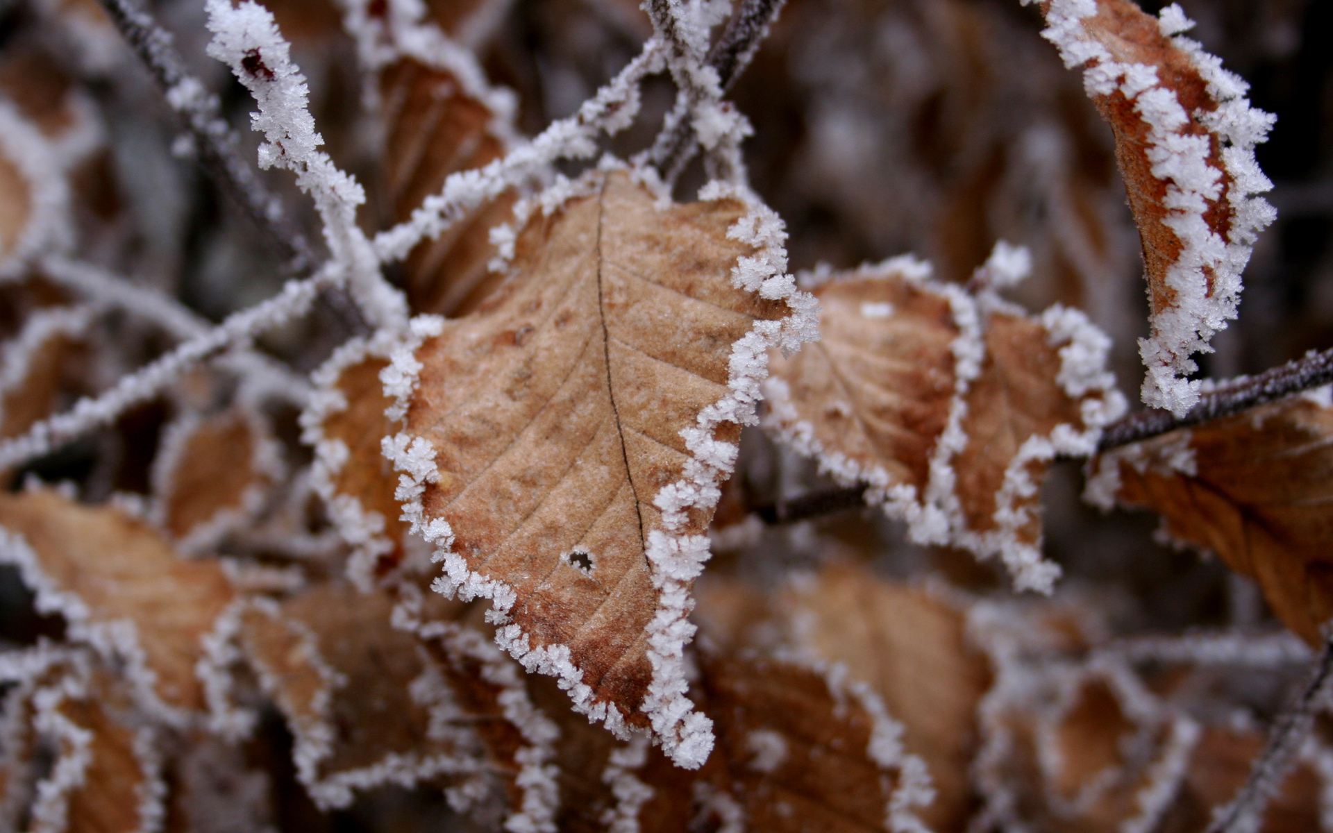 Winter leaf, earth 1366x768 Wallpapers