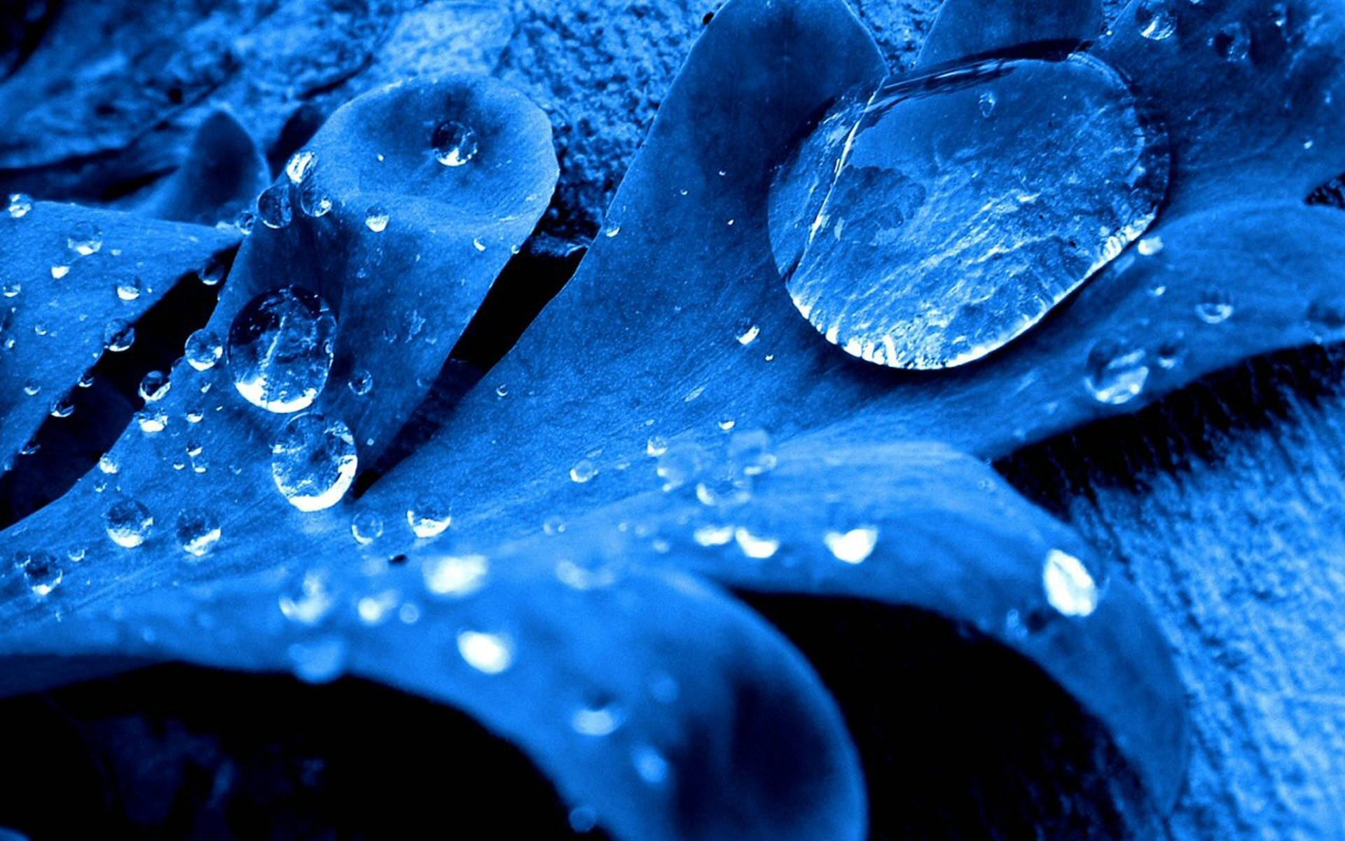 macro, nature, blue, water, earth, water drop