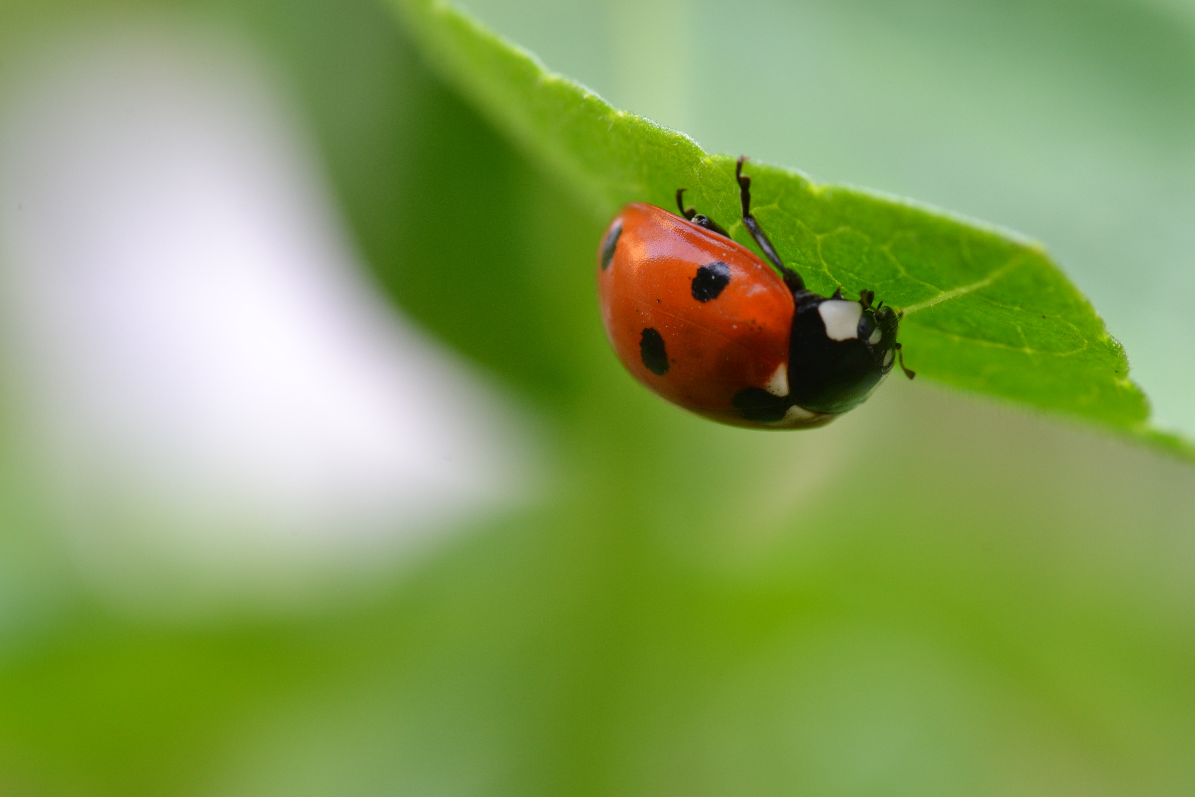 Laden Sie das Marienkäfer, Makro, Unschärfe, Glatt, Blatt, Insekt, Ladybird-Bild kostenlos auf Ihren PC-Desktop herunter