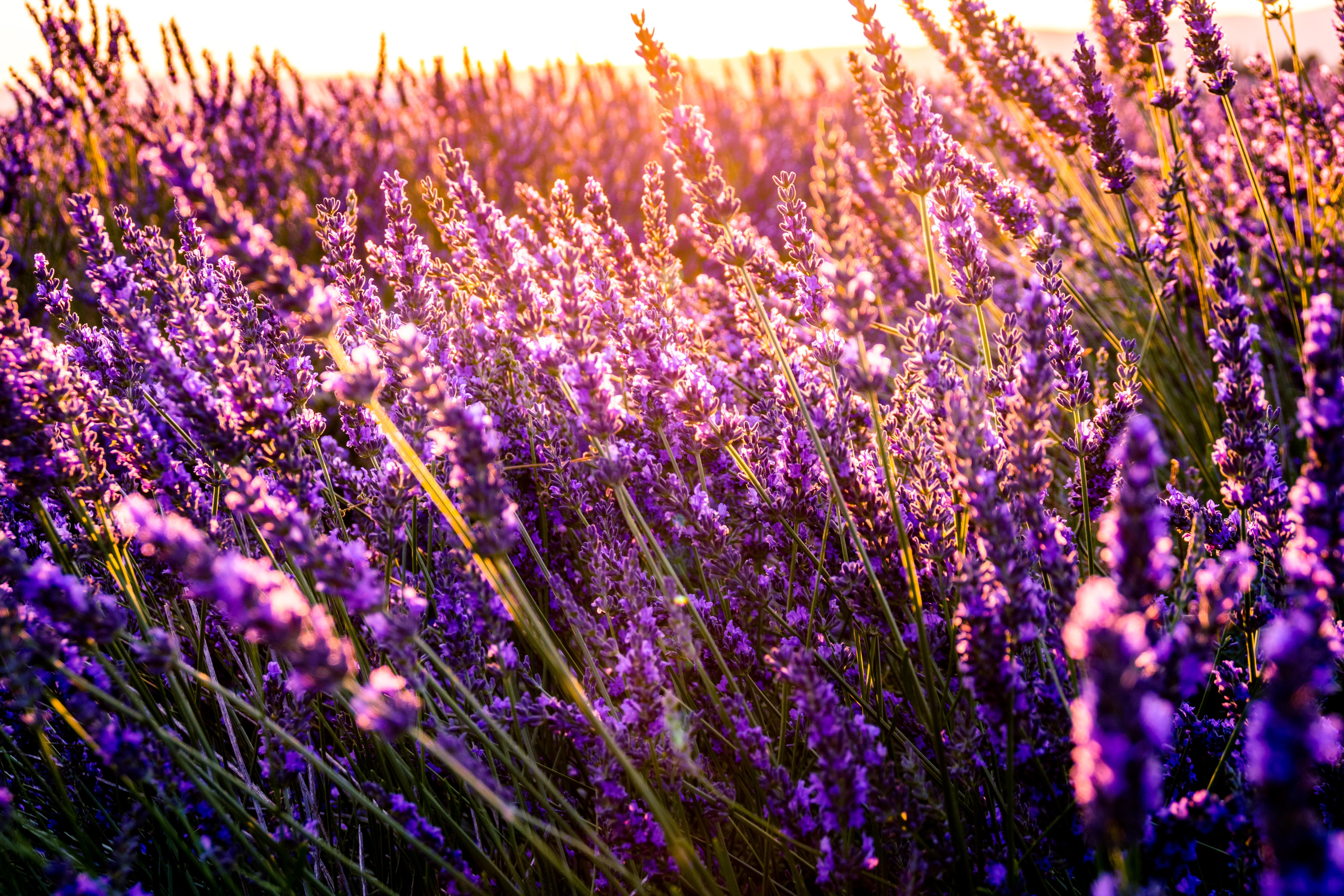 Desktop Backgrounds Sunny nature, flowers, field