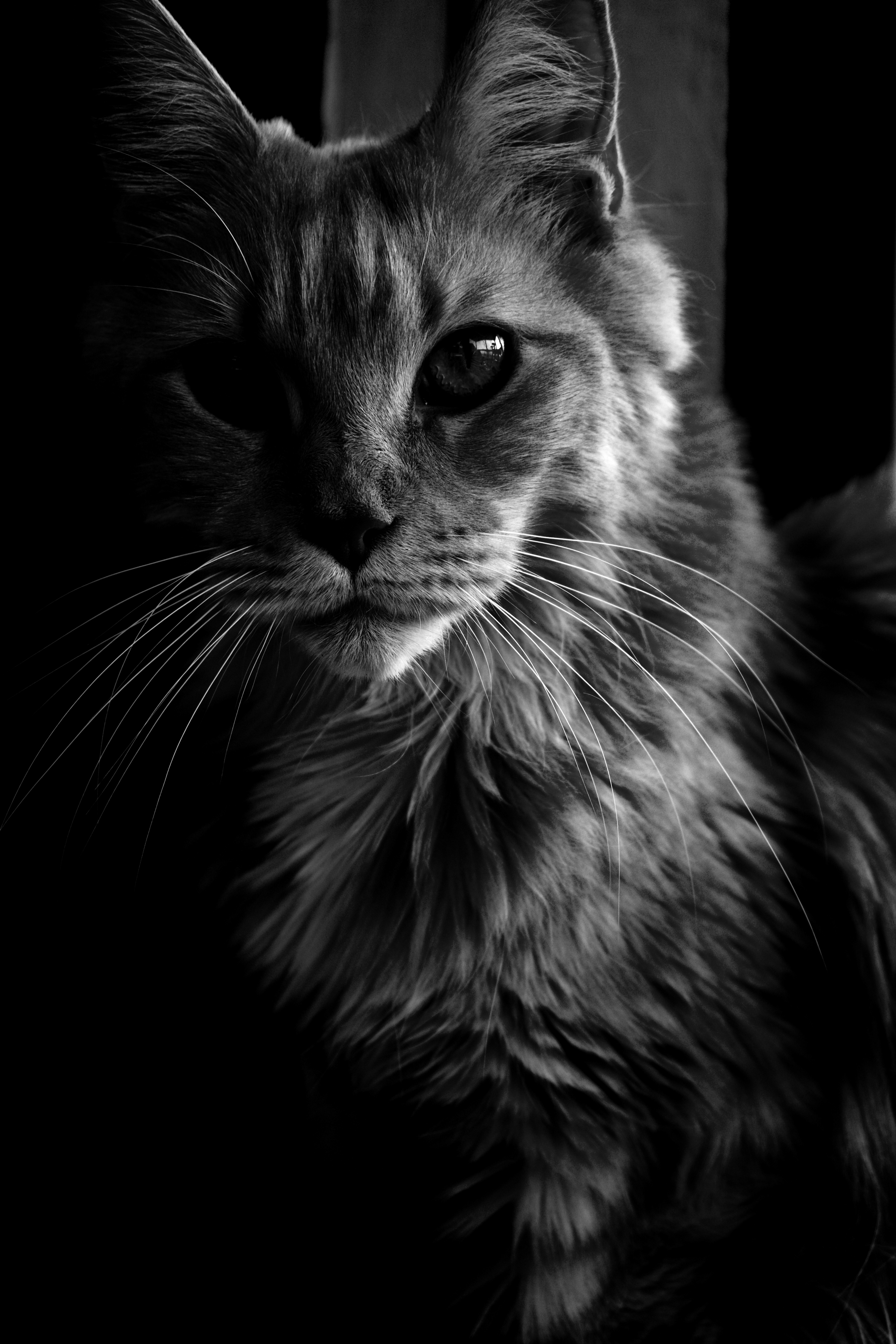 cat, animals, fluffy, pet, bw, chb, maine coon, maine