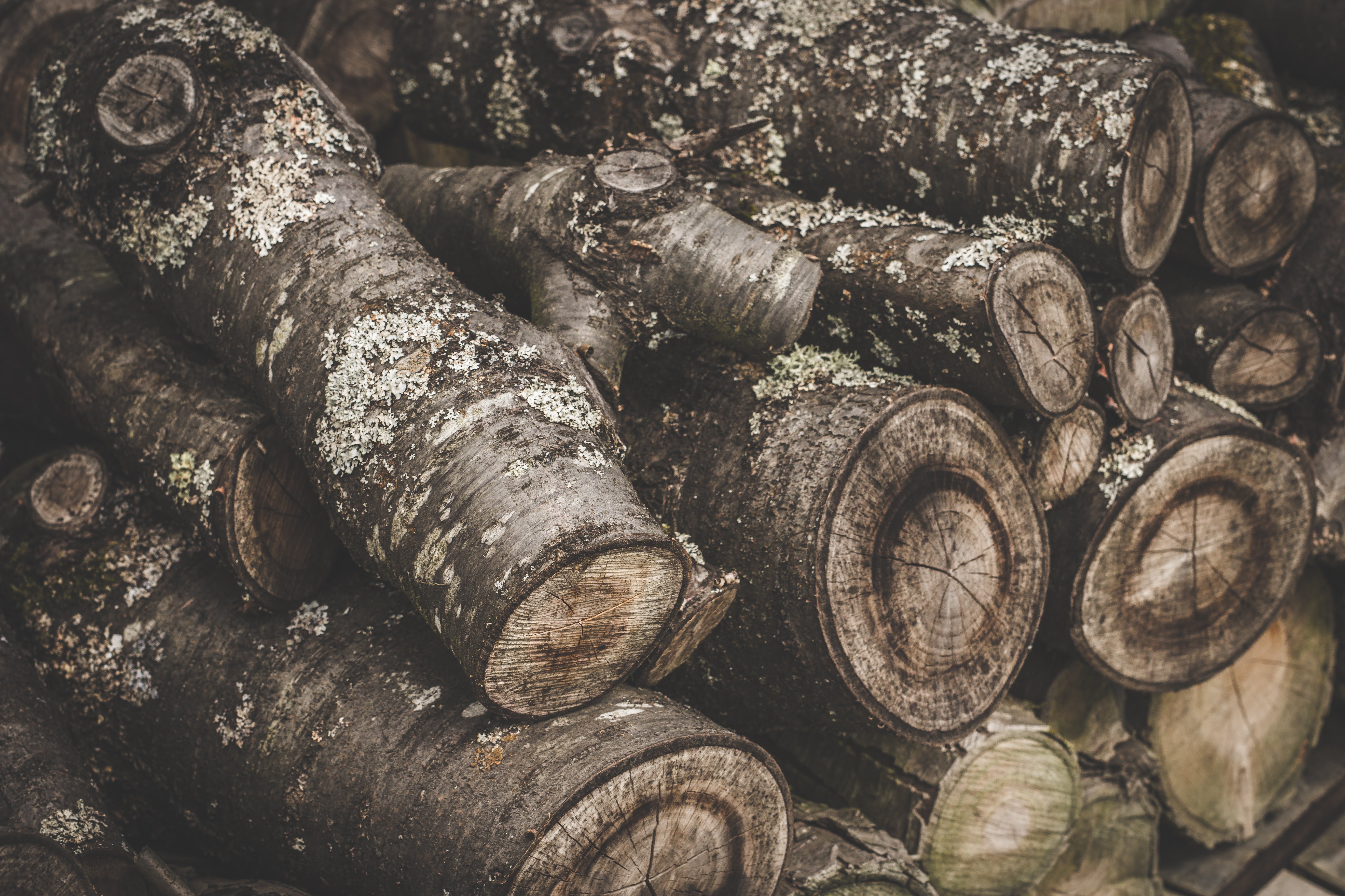 wood, tree, miscellanea, bark, miscellaneous, firewood Full HD