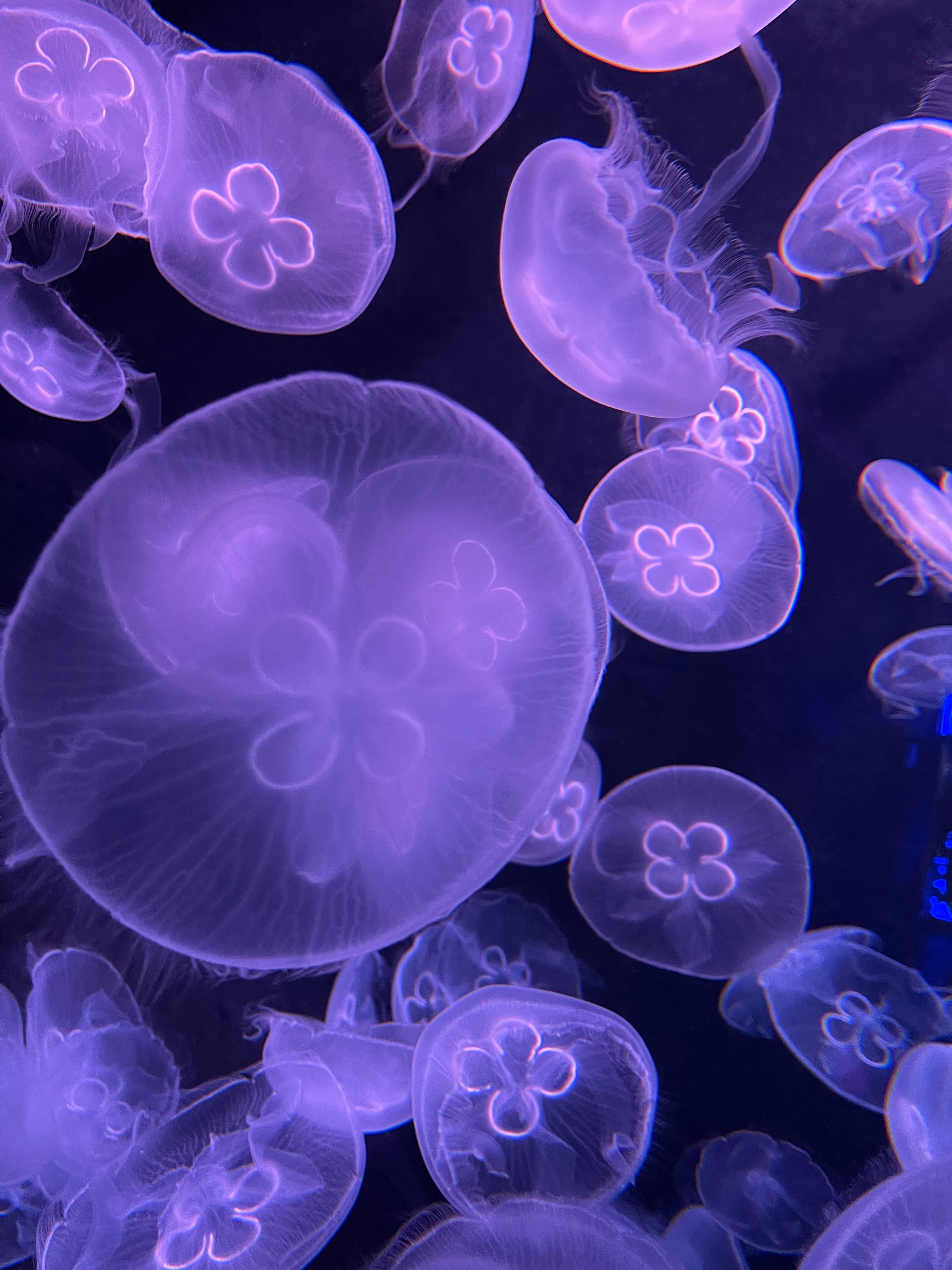 jellyfish, underwater, animals, water, violet, purple, under water