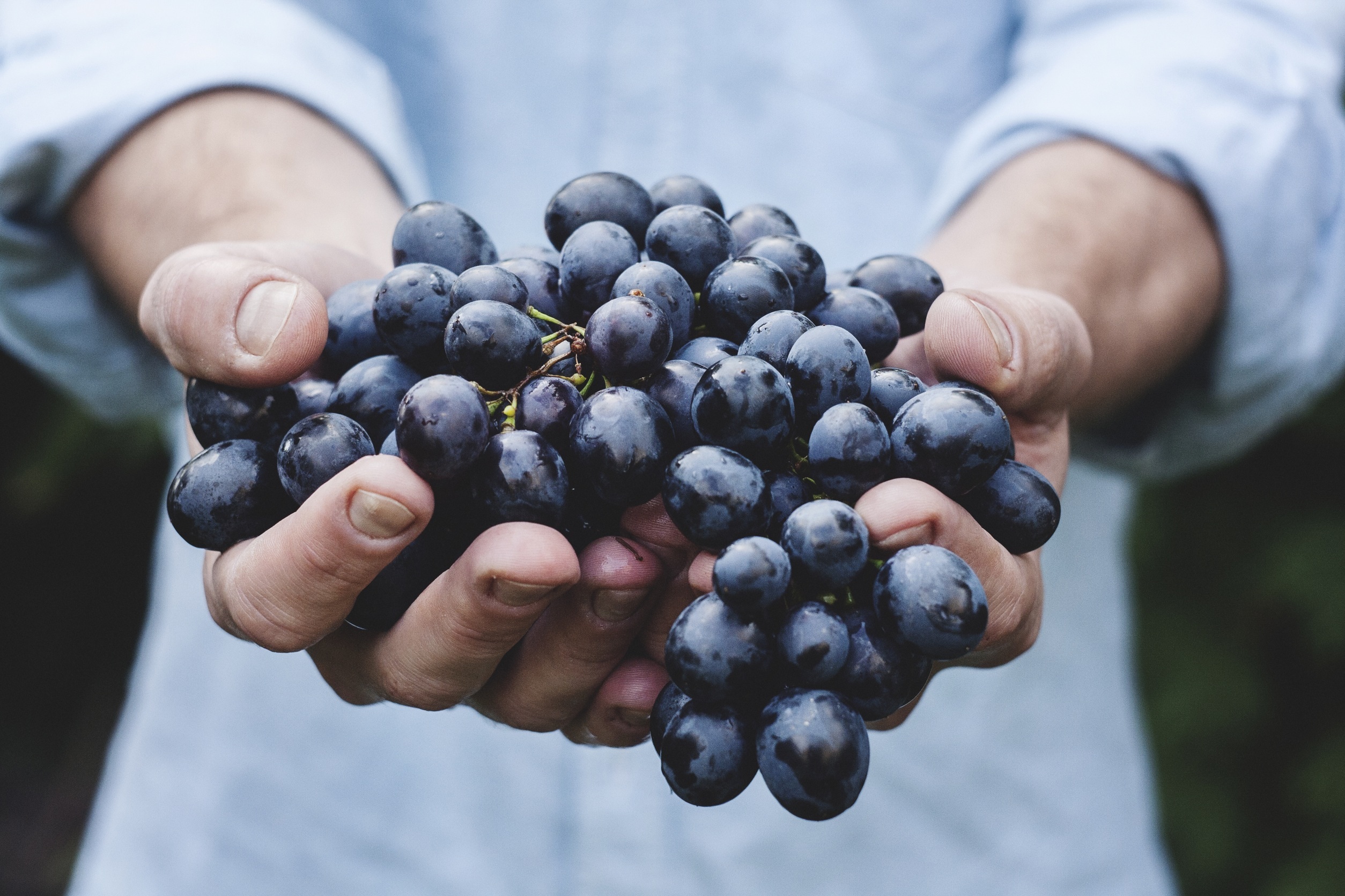 143089 download wallpaper grapes, food, hands, ripe, bunch, bundle screensavers and pictures for free